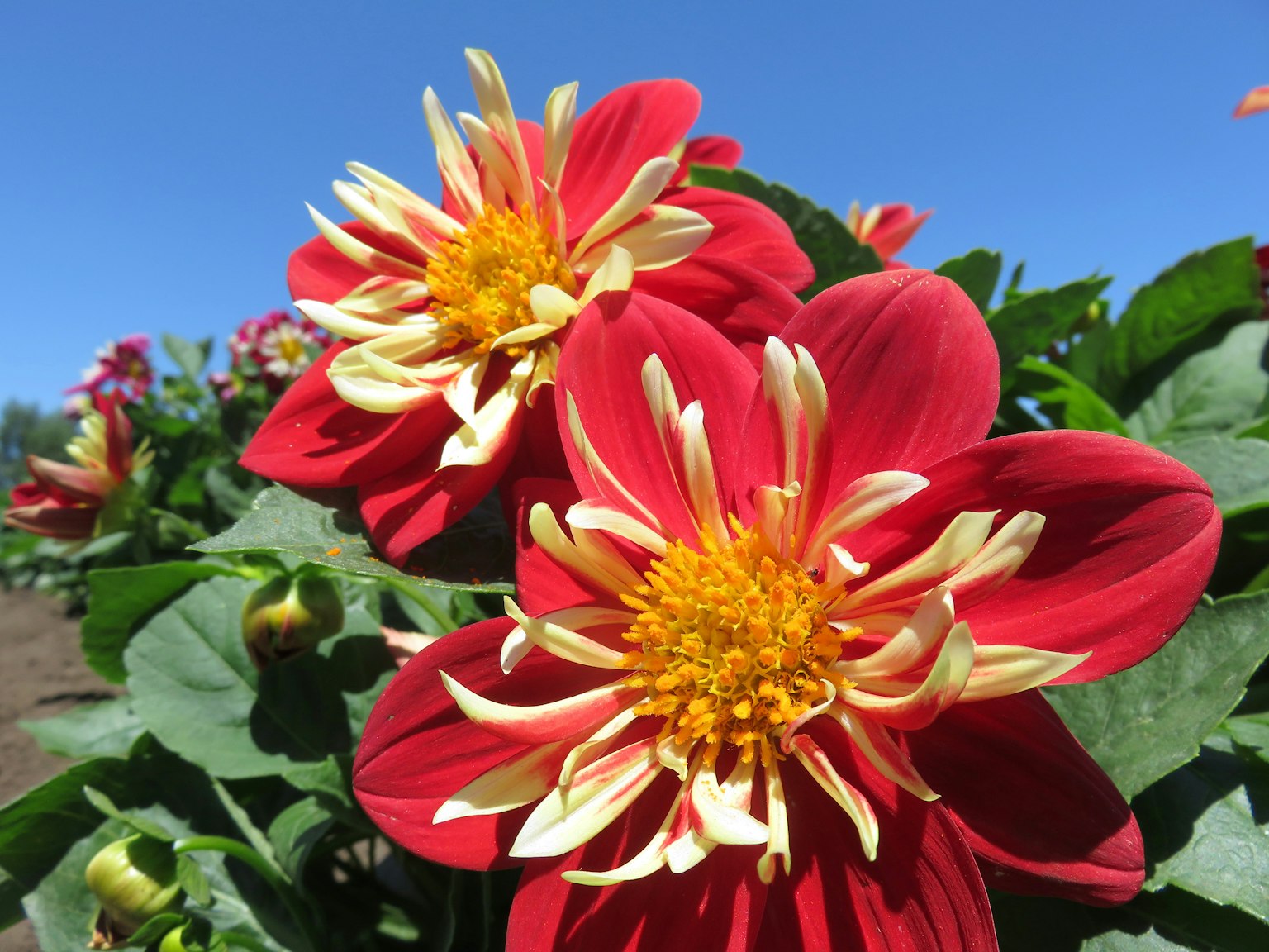 Bunga dahlia merah cerah dengan kelopak kuning di taman yang cerah