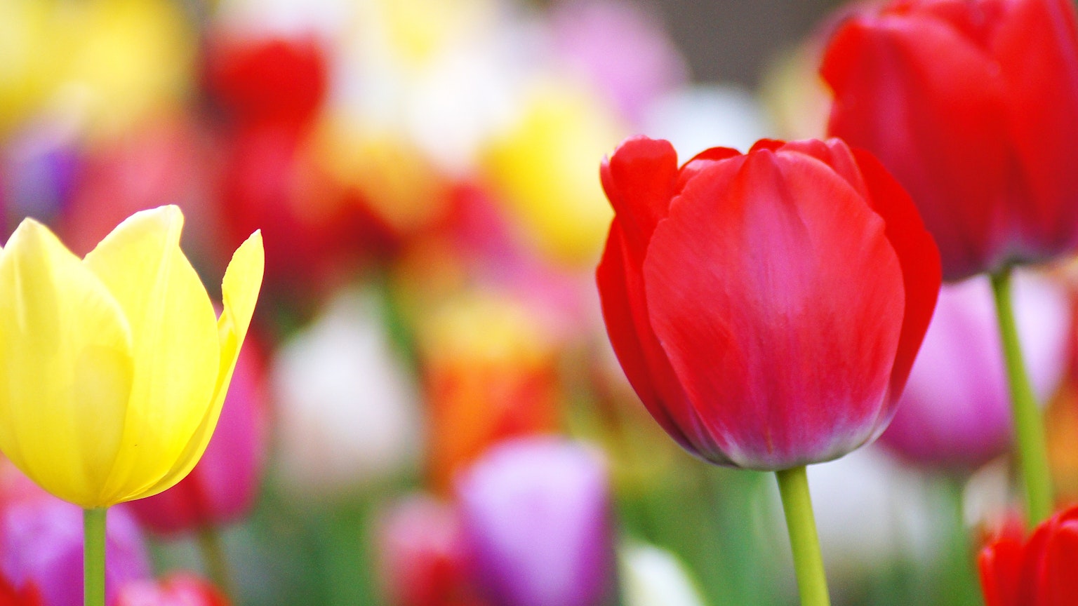Gros plan sur un champ de tulipes colorées avec des fleurs rouges et jaunes
