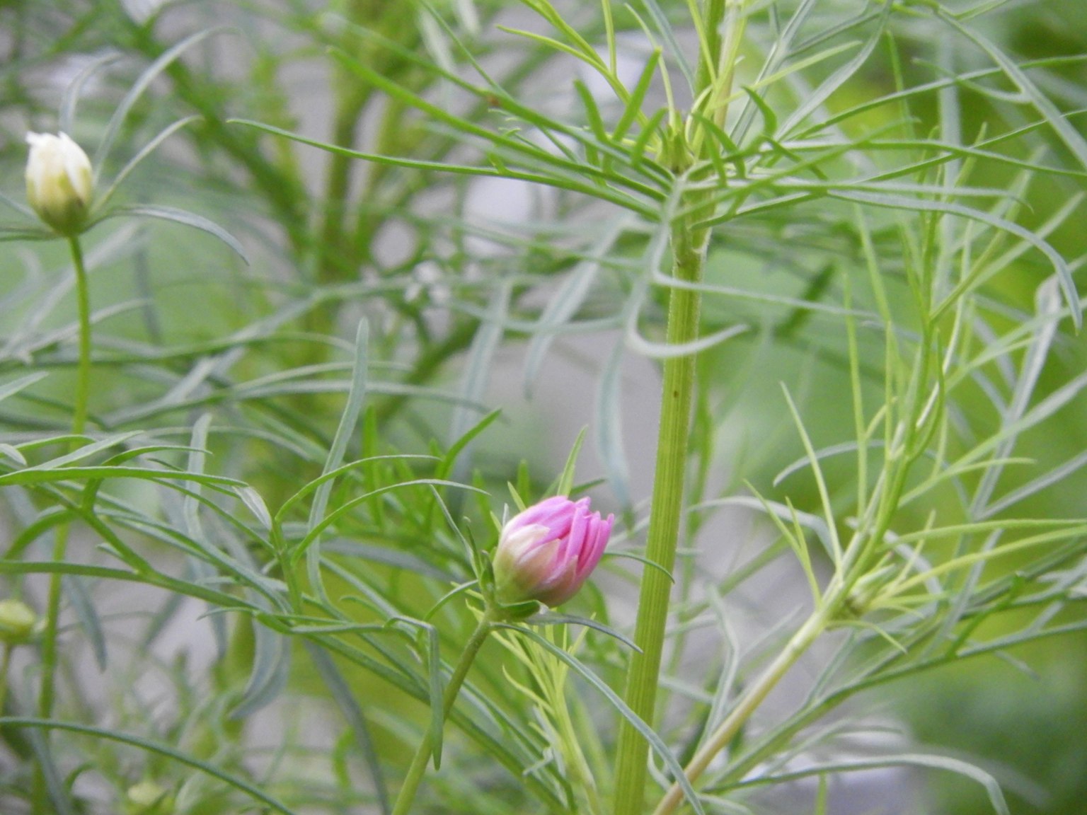 Close-up of a plant with green stems and thin leaves featuring a pink bud and a white bud