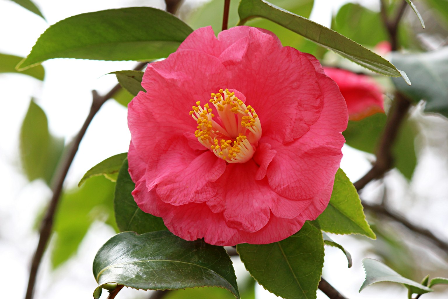Bunga camelia merah muda cerah dikelilingi daun hijau