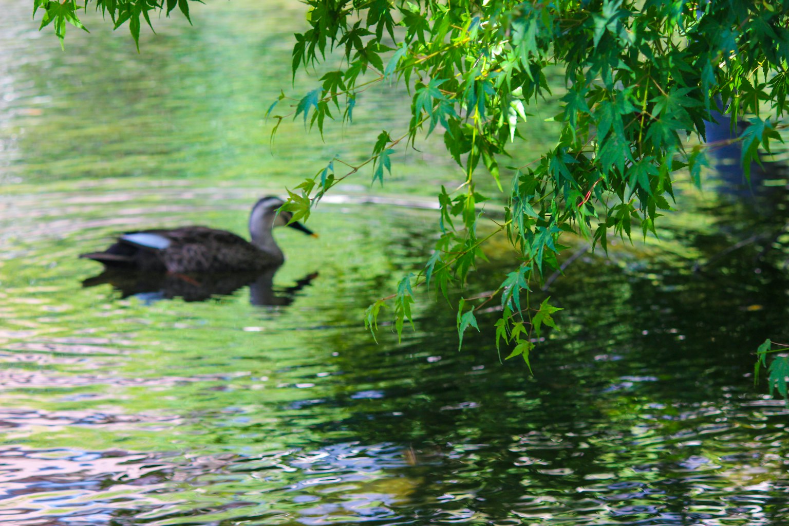 A duck swimming on the water with green leaves overhead