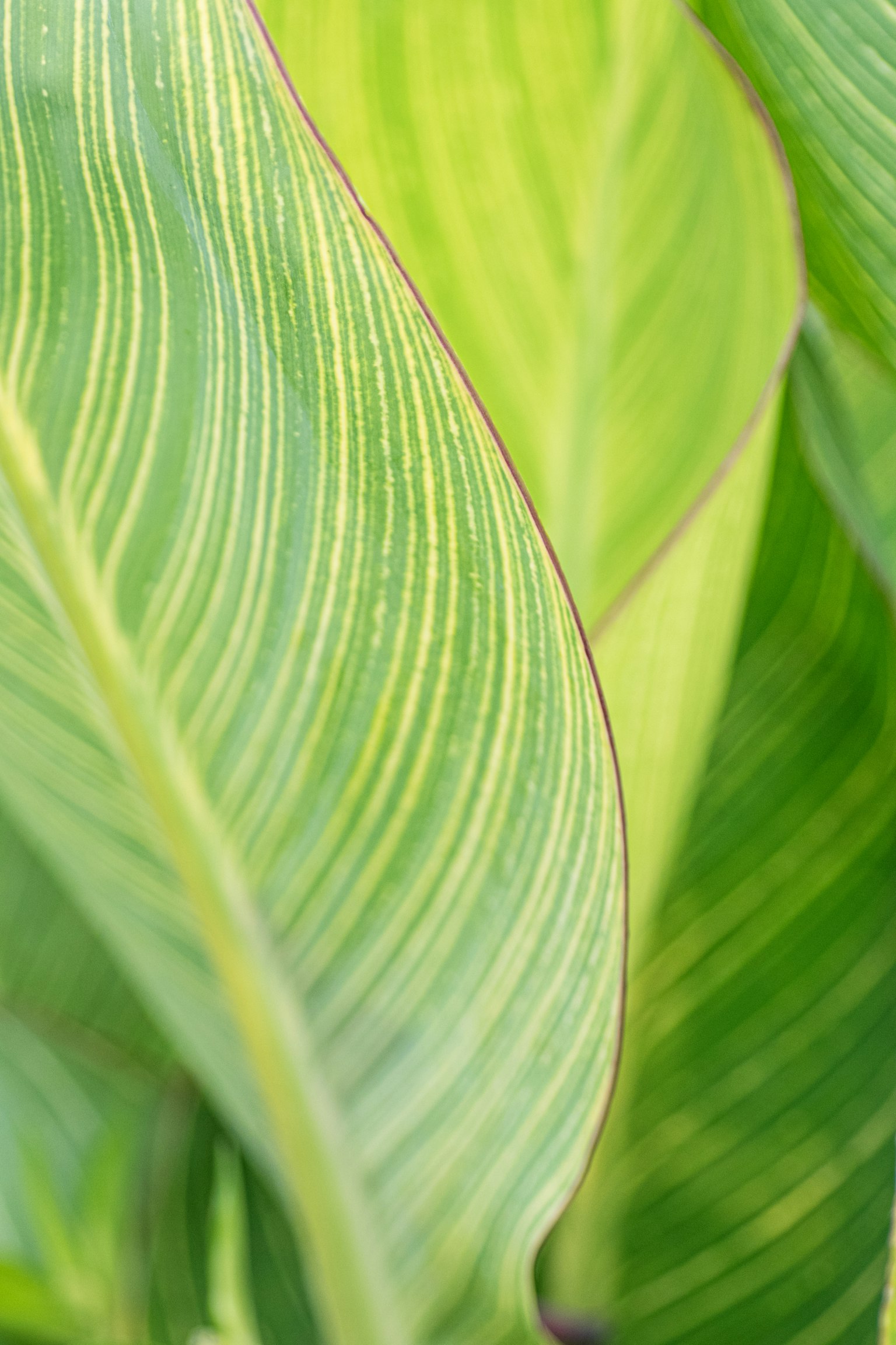 Close-up daun hijau dengan pola garis dan tekstur mengkilap