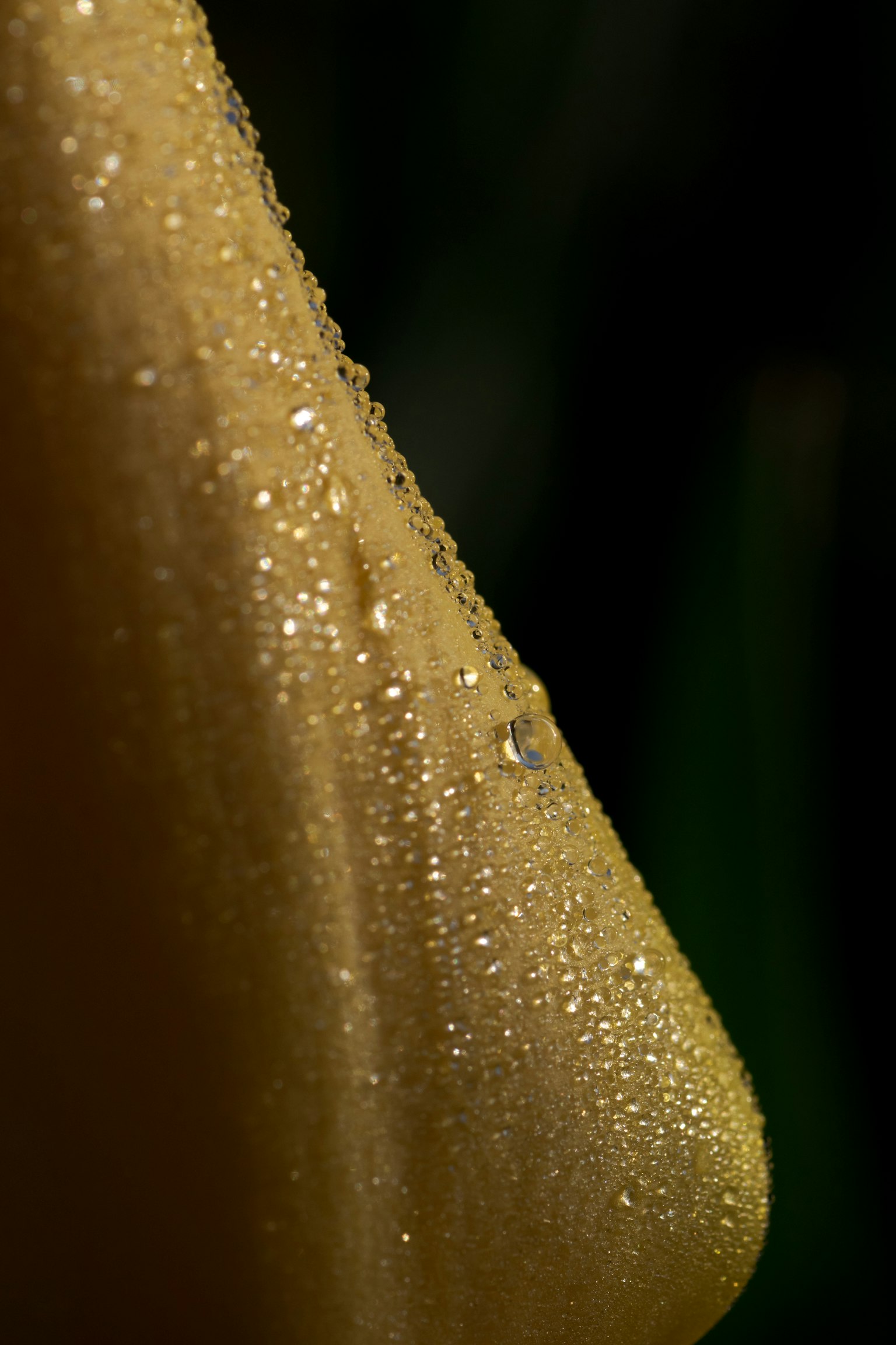 Close-up image of a yellow petal with water droplets