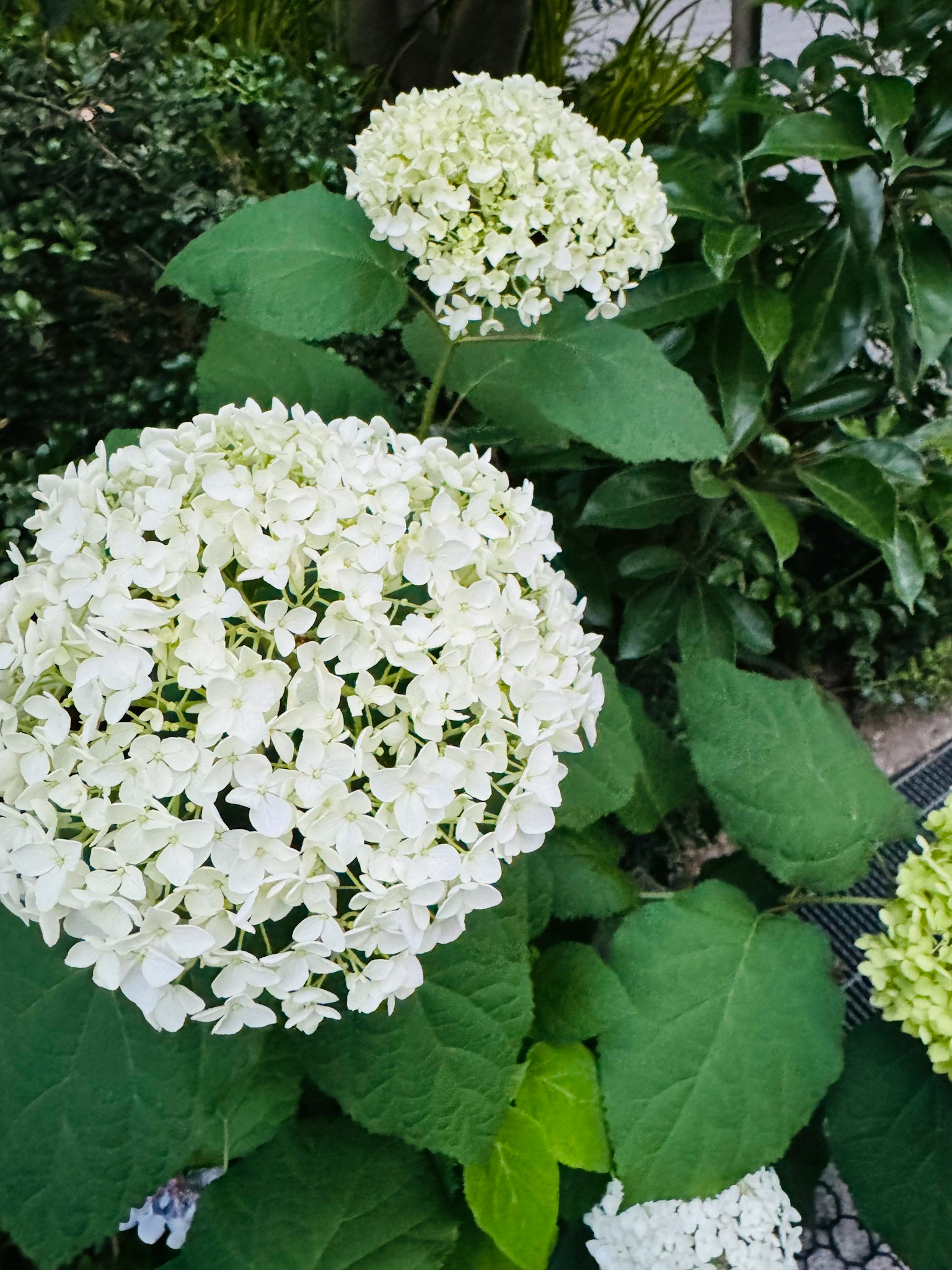 Weiße Hortensienblüten blühen in einem Garten