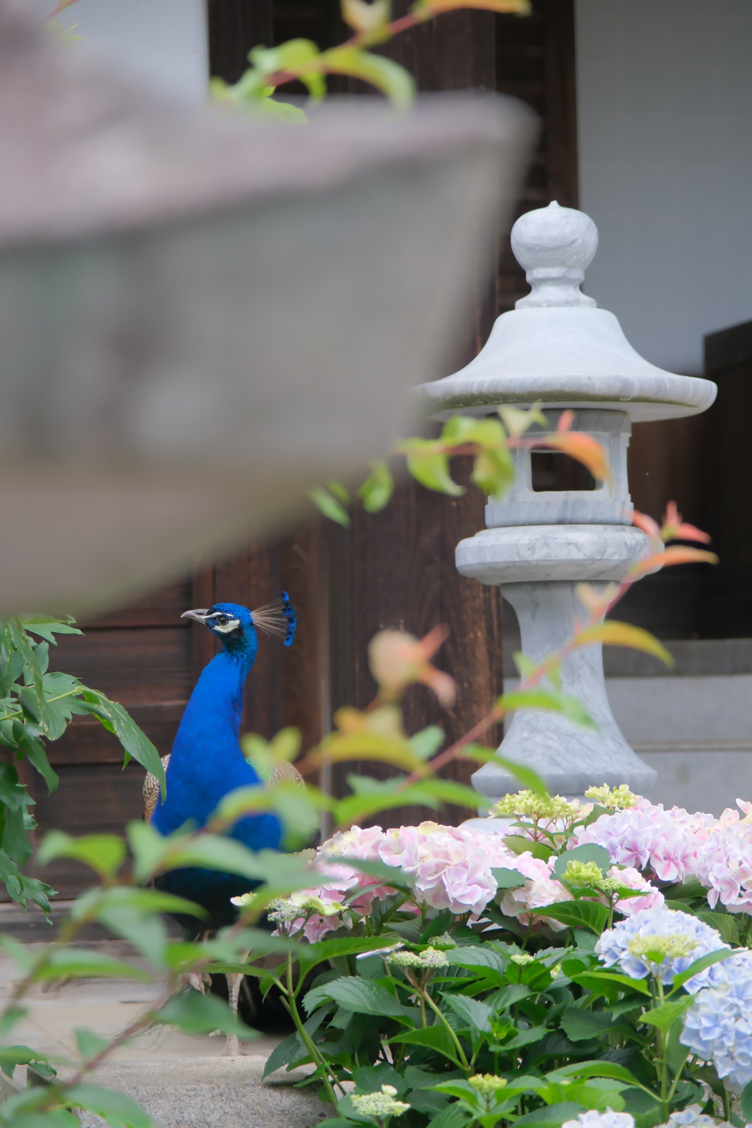 A peacock beside a stone lantern in a garden