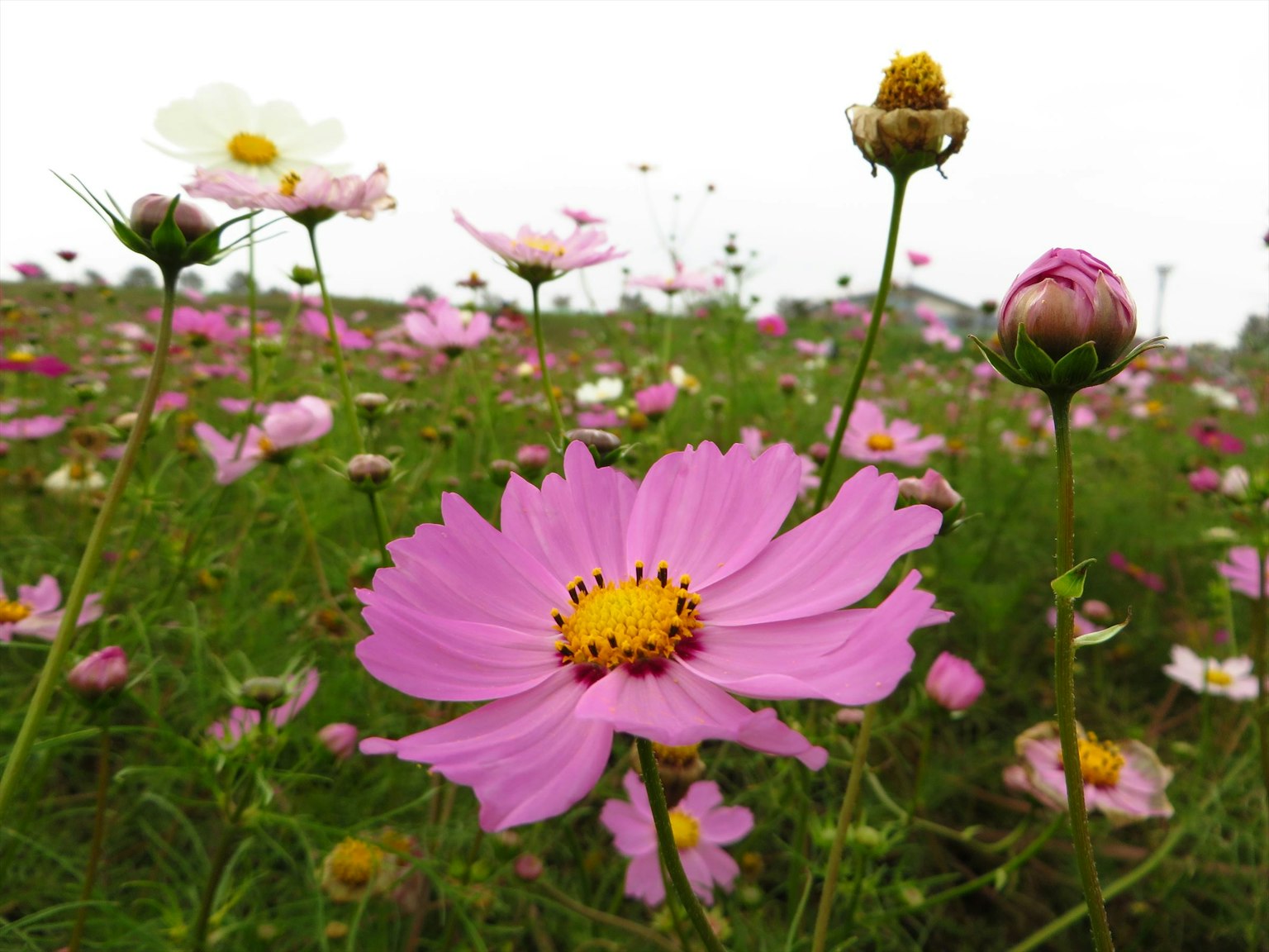 Una vibrante flor de cosmos rosa se destaca entre un campo de flores de cosmos coloridas