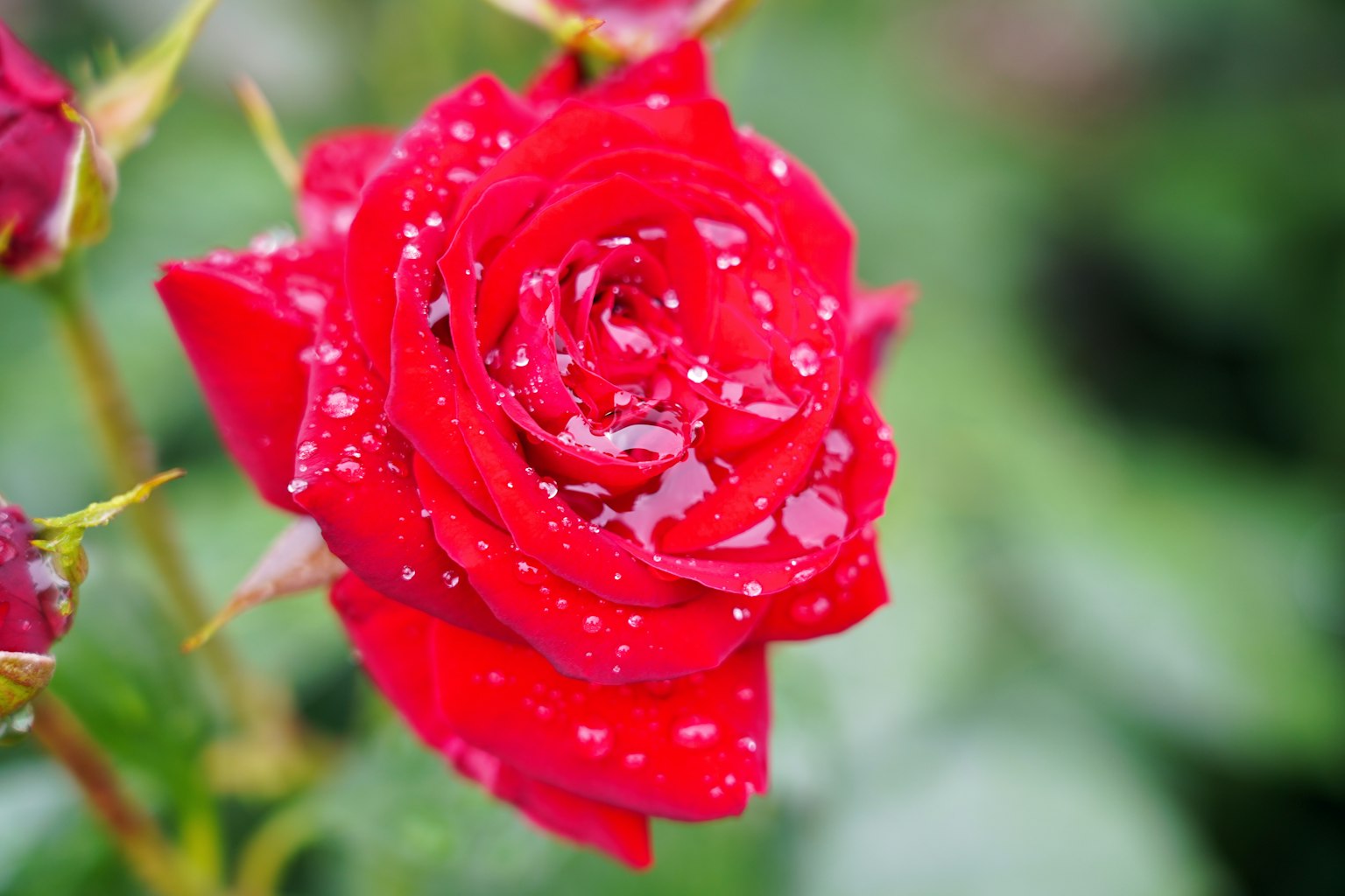 Vibrant red rose with water droplets