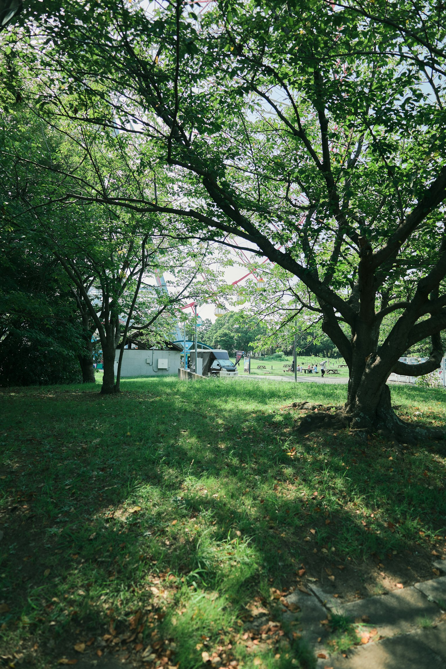 緑豊かな公園の風景 大きな木と日差しが差し込む芝生