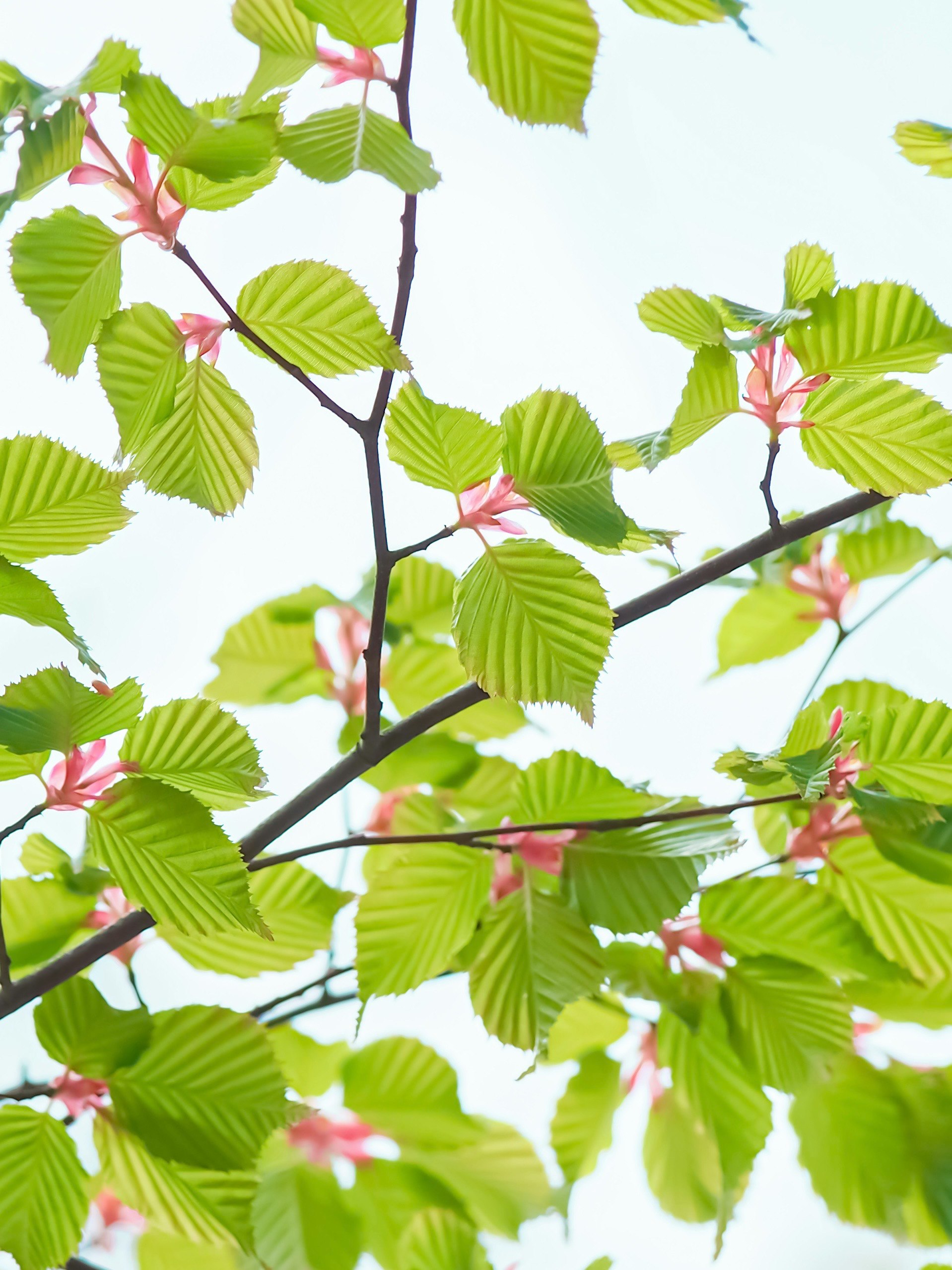 若葉とピンクの花が枝に咲く木のアップ