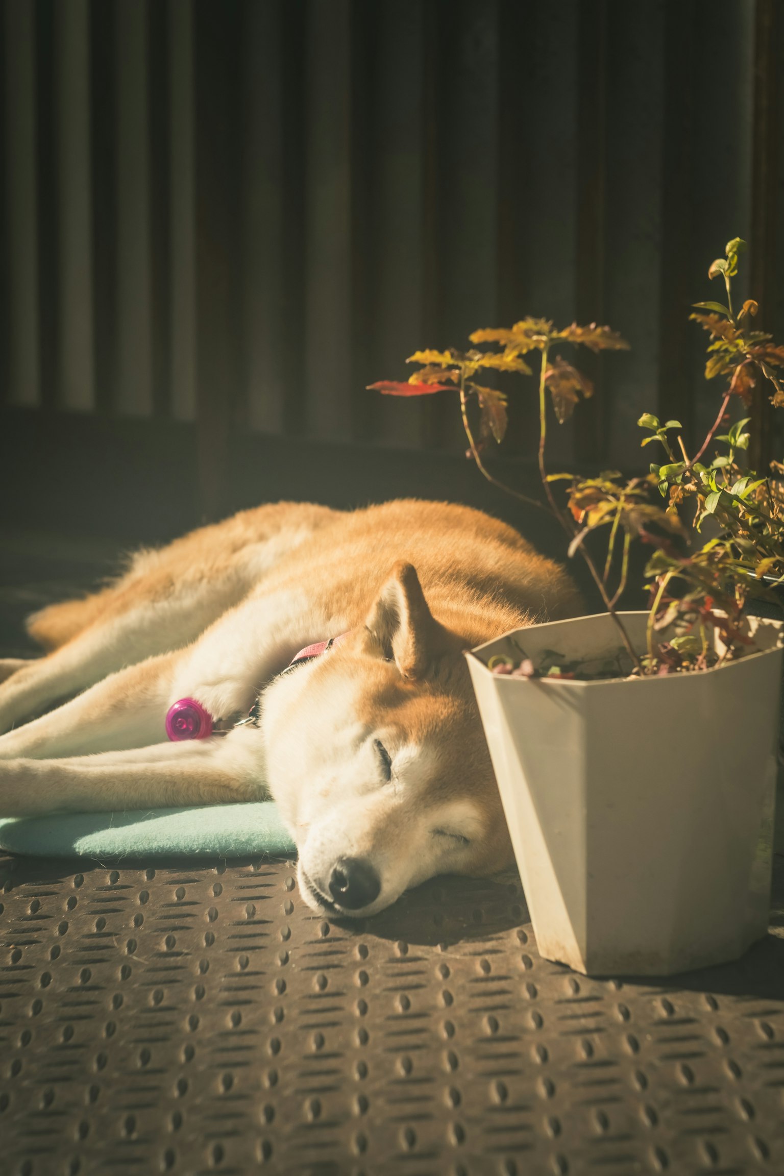Shiba Inu durmiendo al sol junto a una planta en maceta
