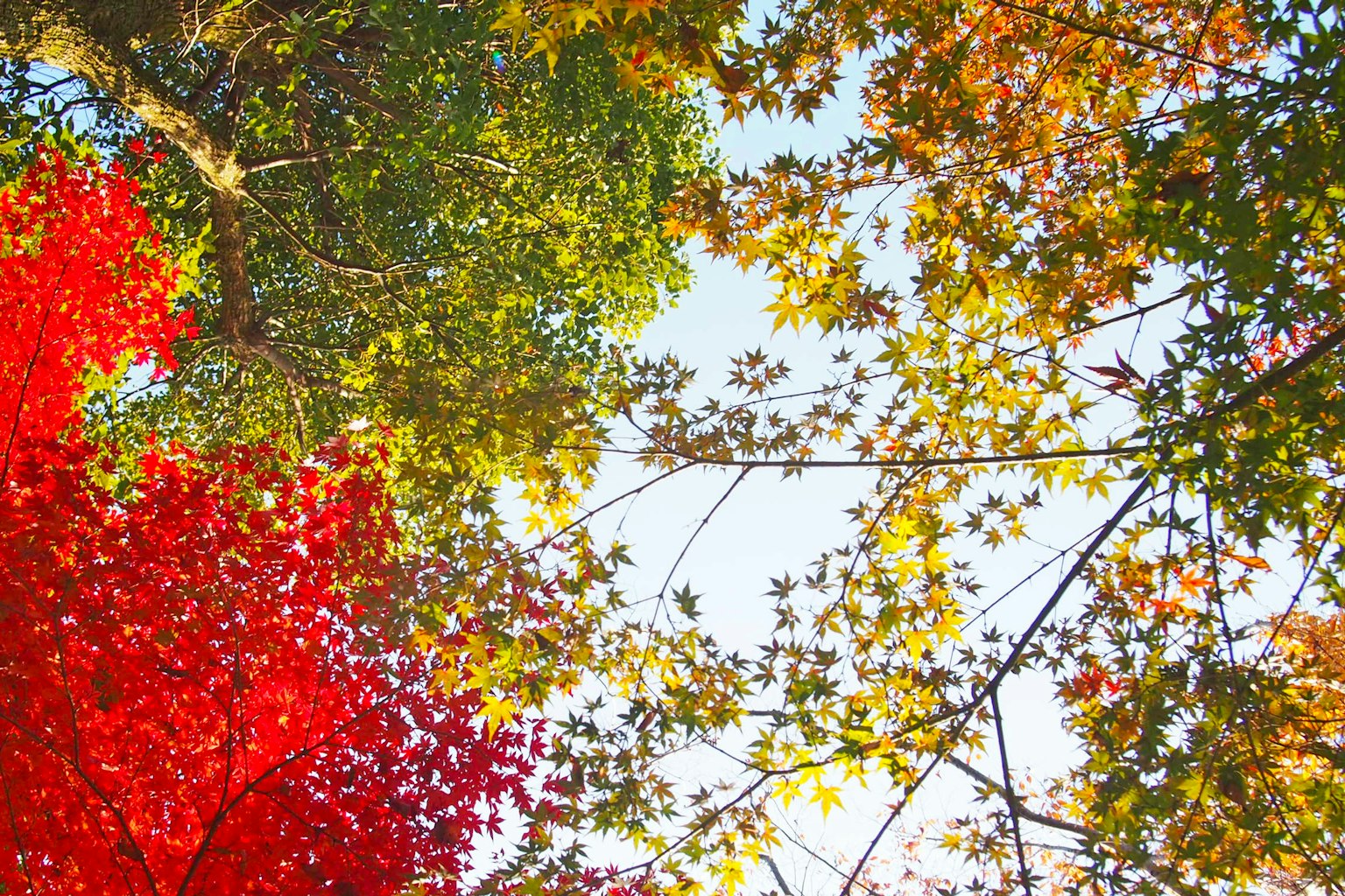 Arbres d'automne avec des feuilles rouges et jaunes vives