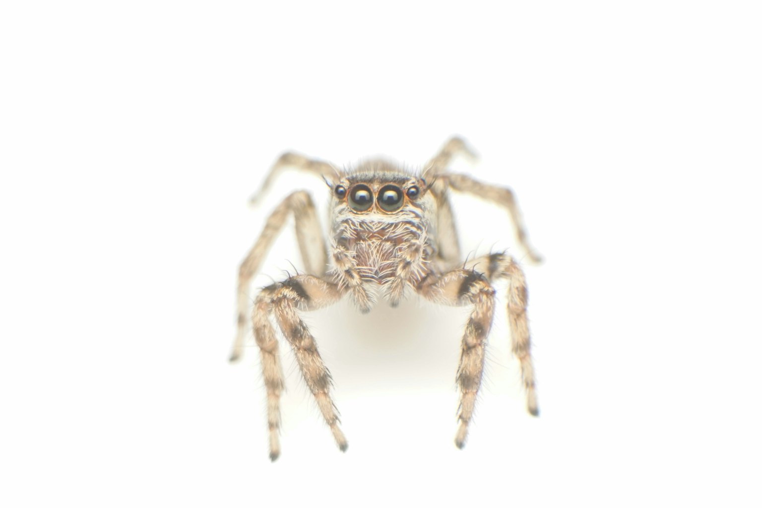 Imagen en primer plano de una araña sobre fondo blanco