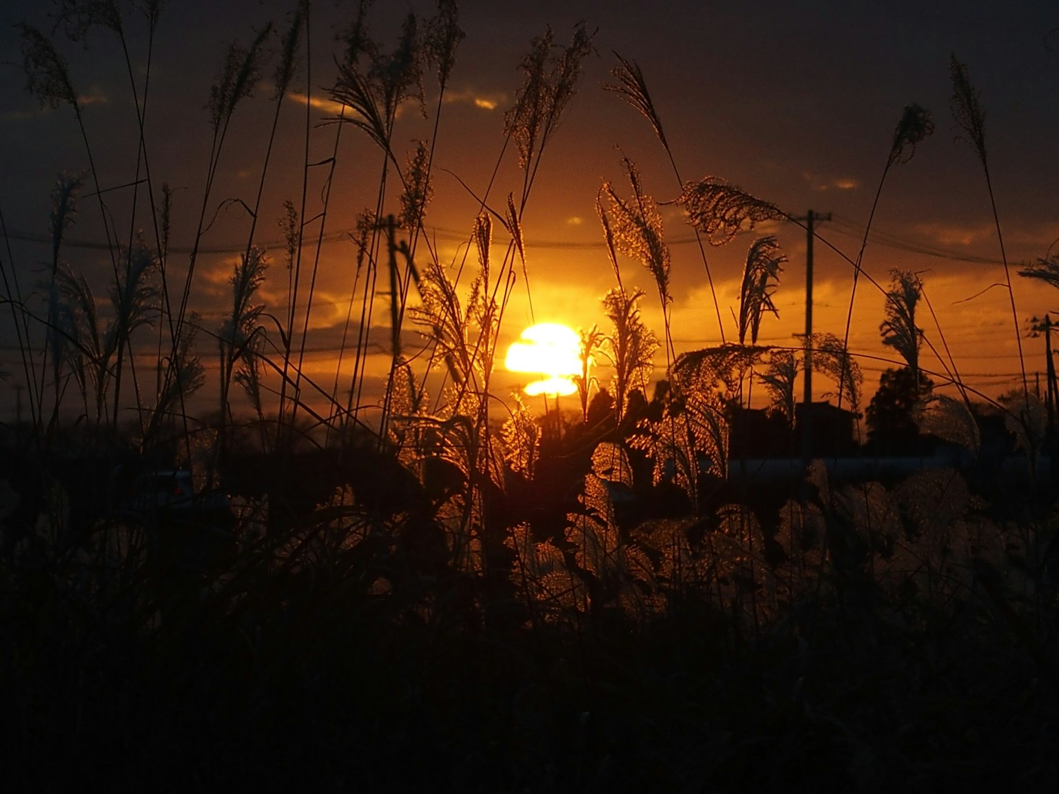 Silueta de hierba con el atardecer de fondo