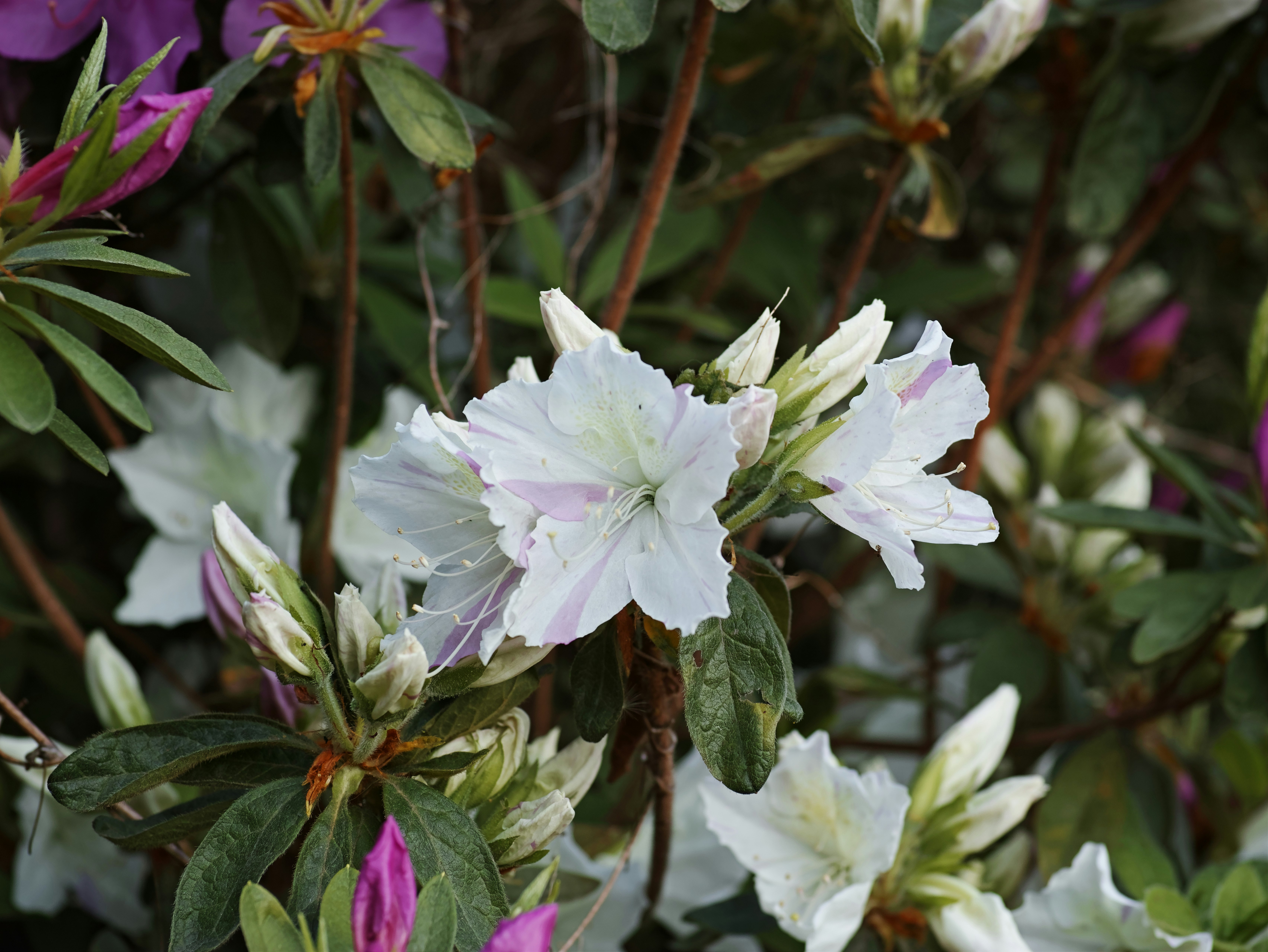 Nahaufnahme weißer Azaleenblüten zwischen Blättern