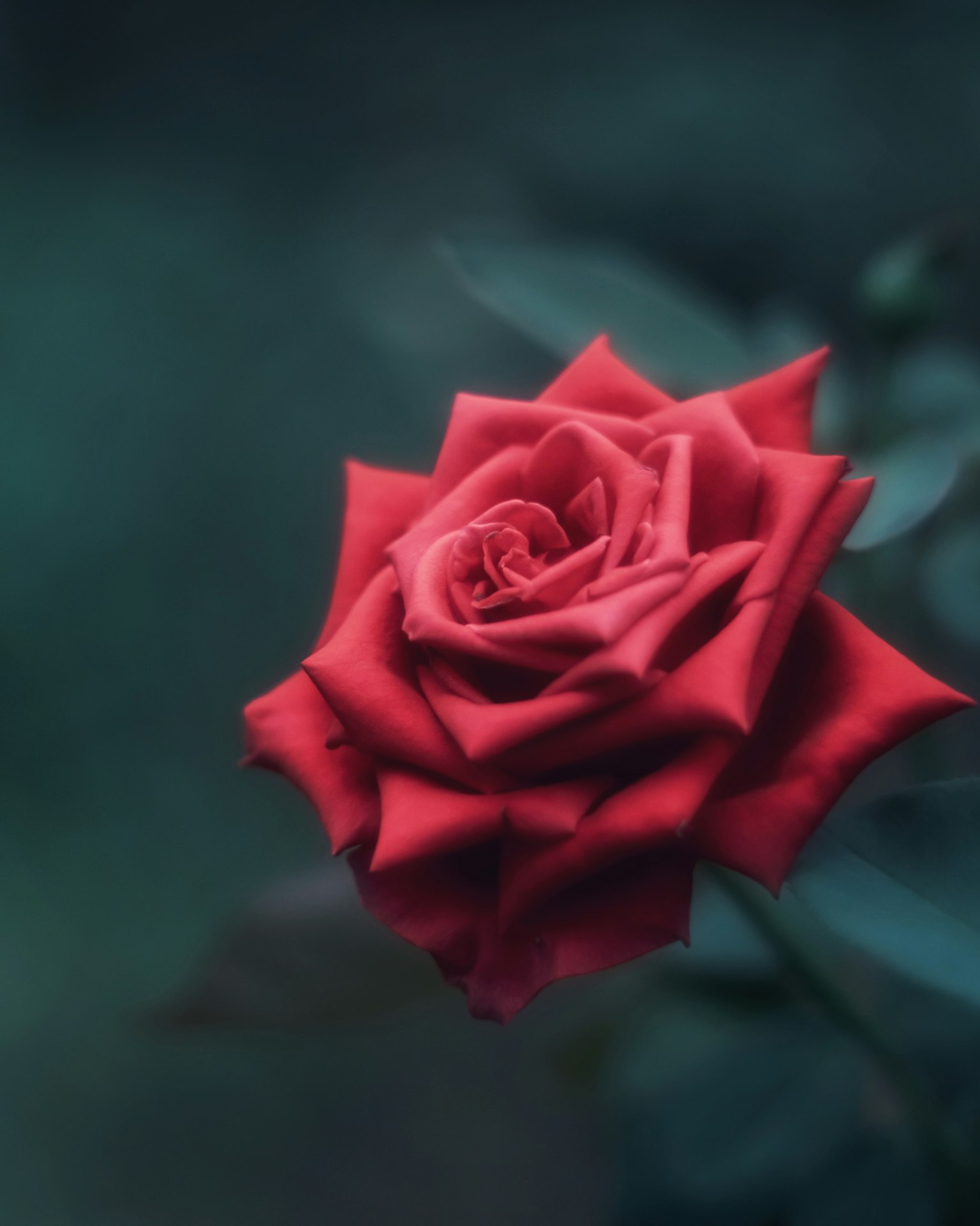 Una vibrante rosa roja se destaca contra un fondo azul