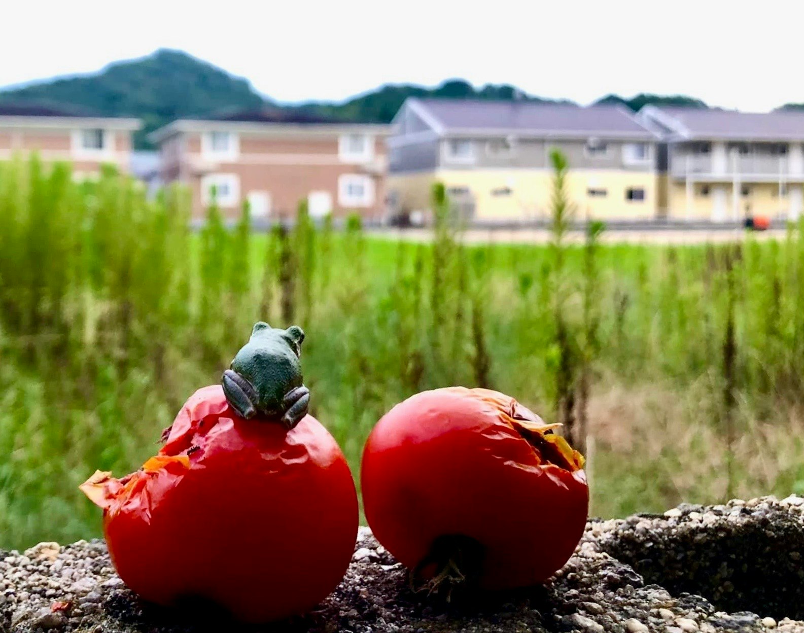 紅色球體上的小烏龜，背景是綠色田地與建築