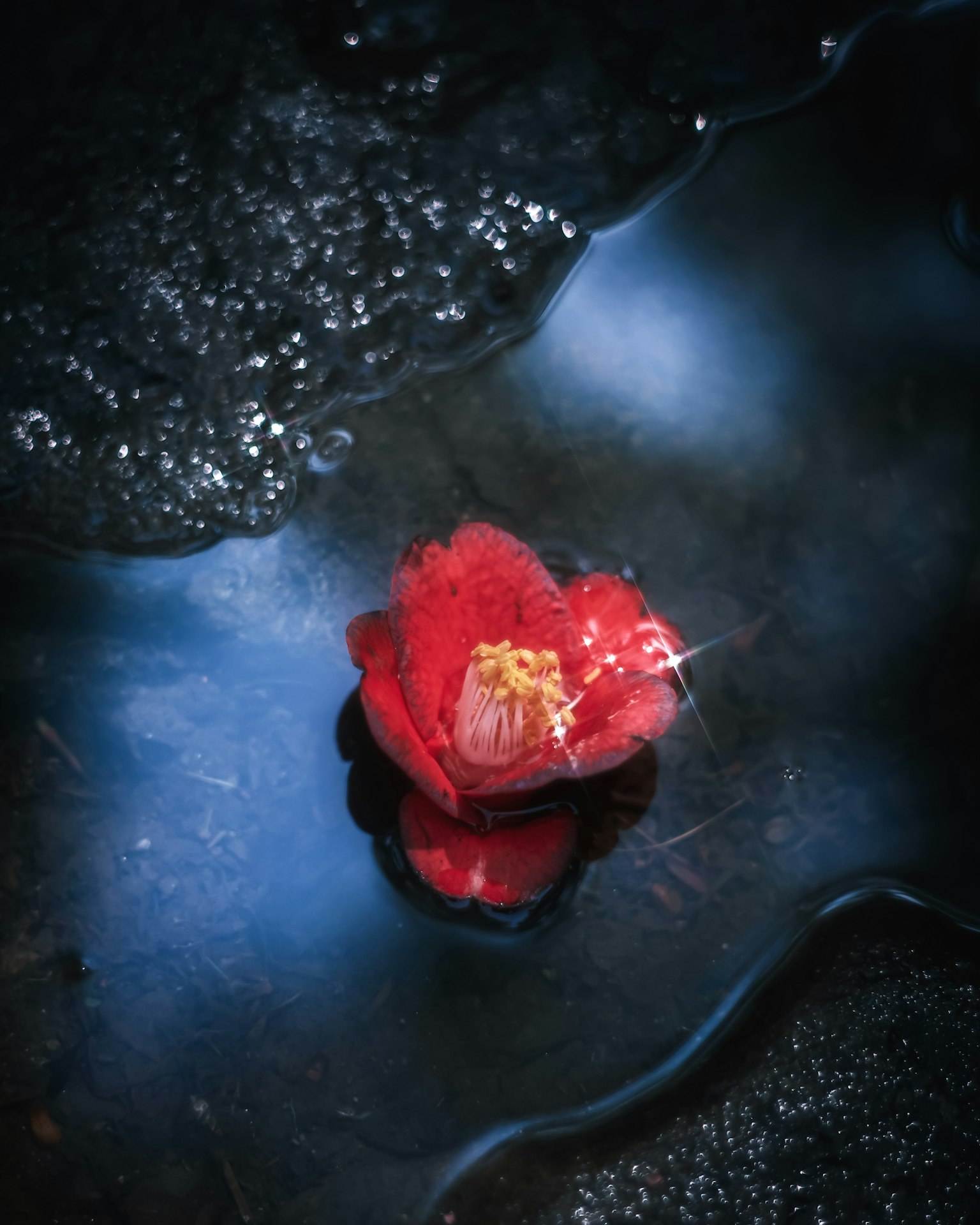 Eine rote Blume, die auf der Wasseroberfläche mit dunkler Umgebung schwimmt