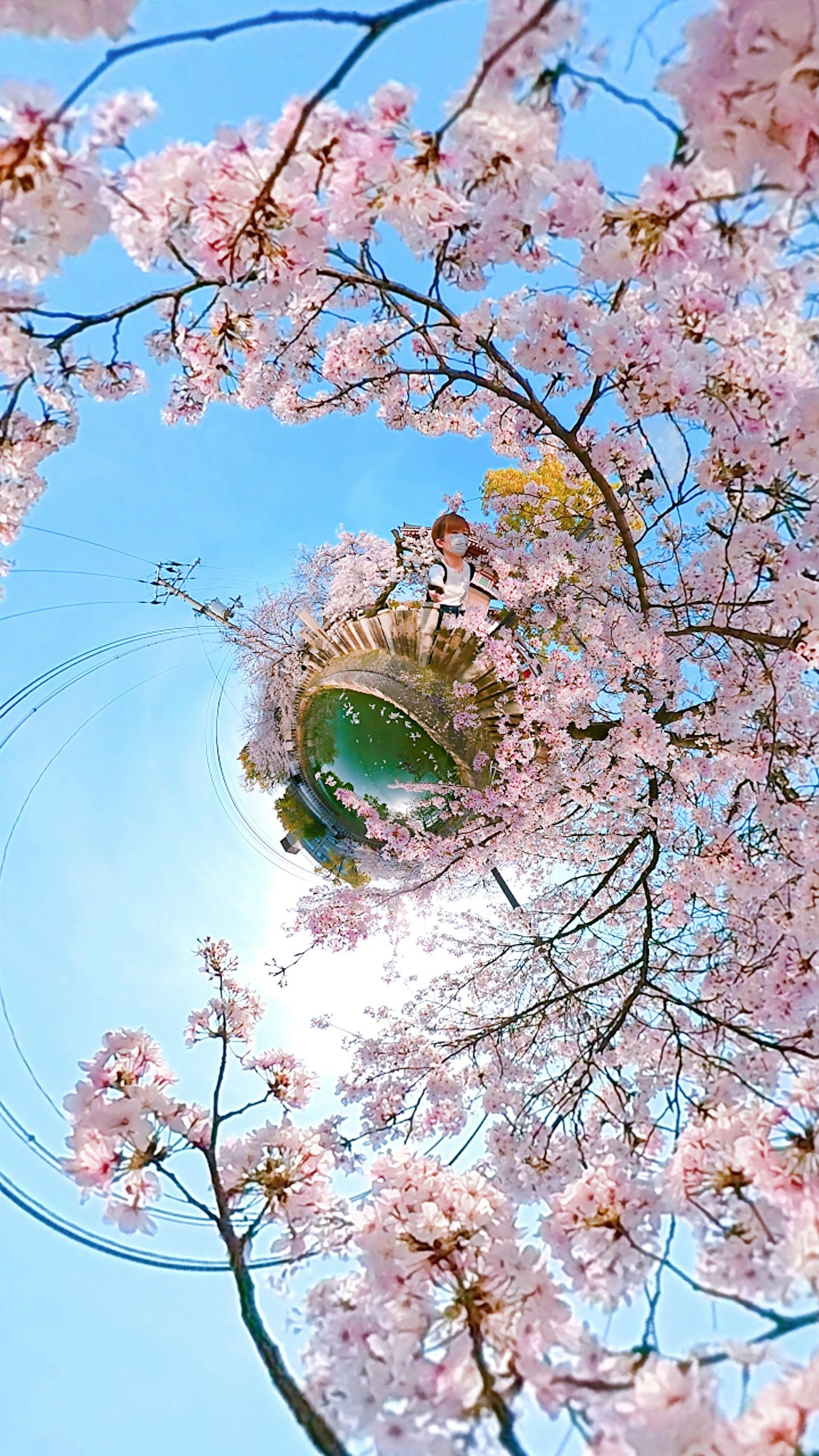Cabang bunga sakura mekar di bawah langit biru cerah