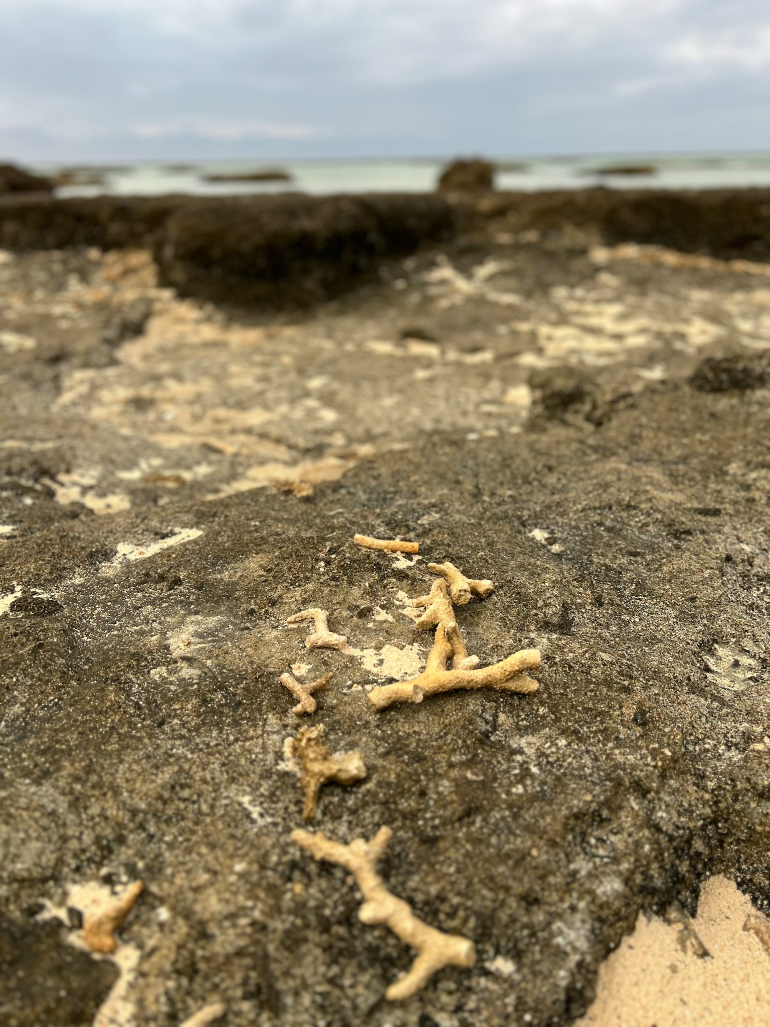 Struktur kecil seperti tulang putih di batu pantai