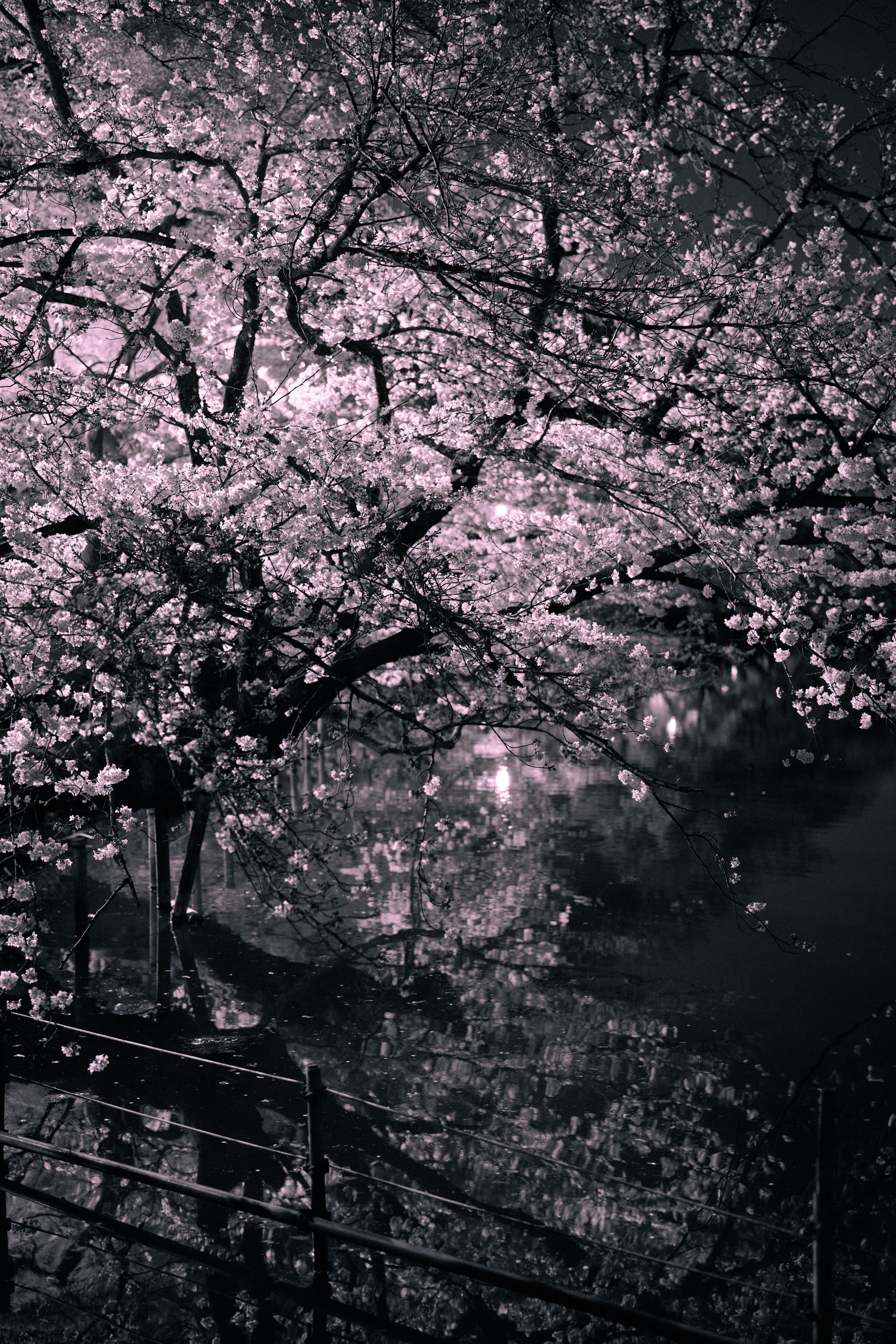 吉祥寺的樱花与夜晚街景