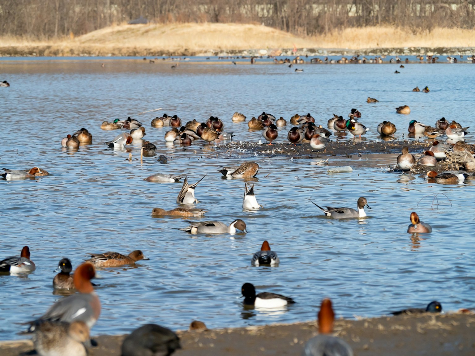 Una escena de muchos patos nadando en el agua con una orilla de arena