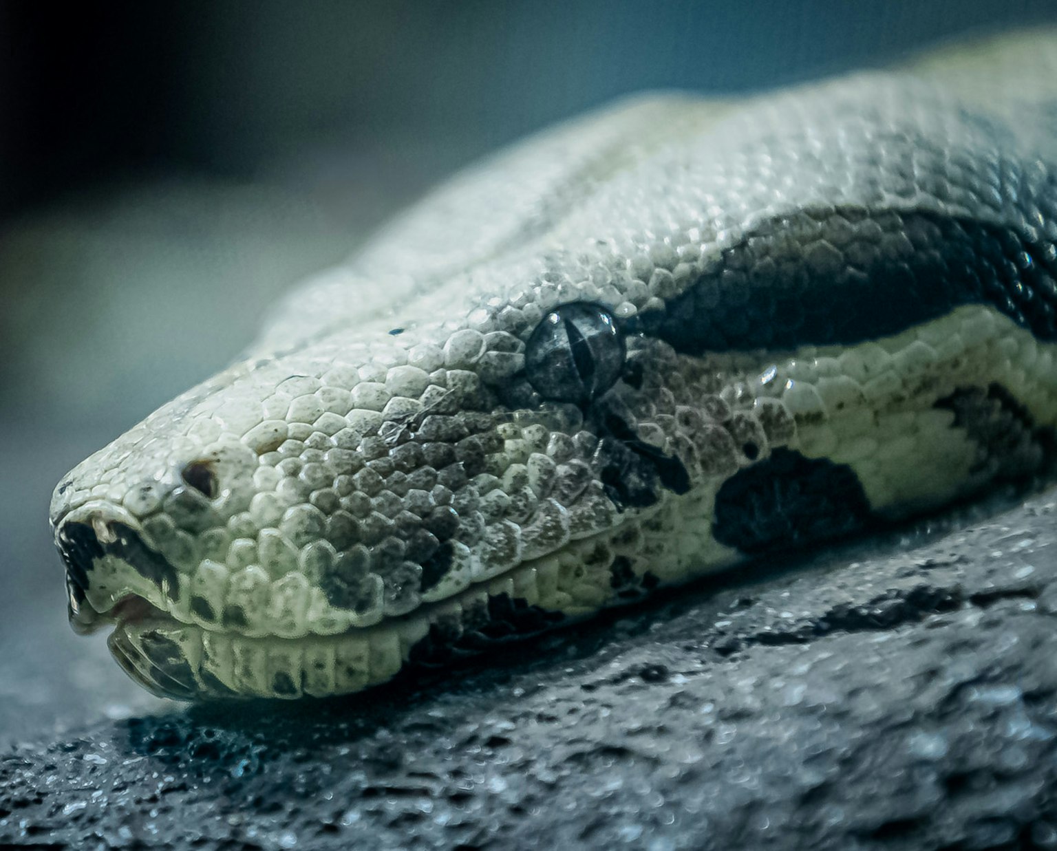 Immagine ravvicinata della testa di un serpente con squame intricate