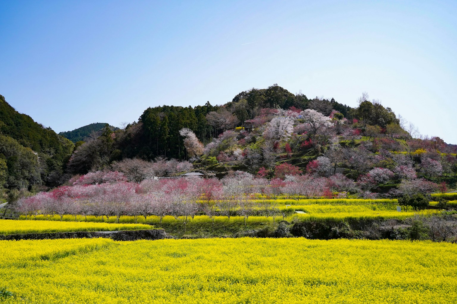 風景展示黃色油菜花田和山丘上的櫻花