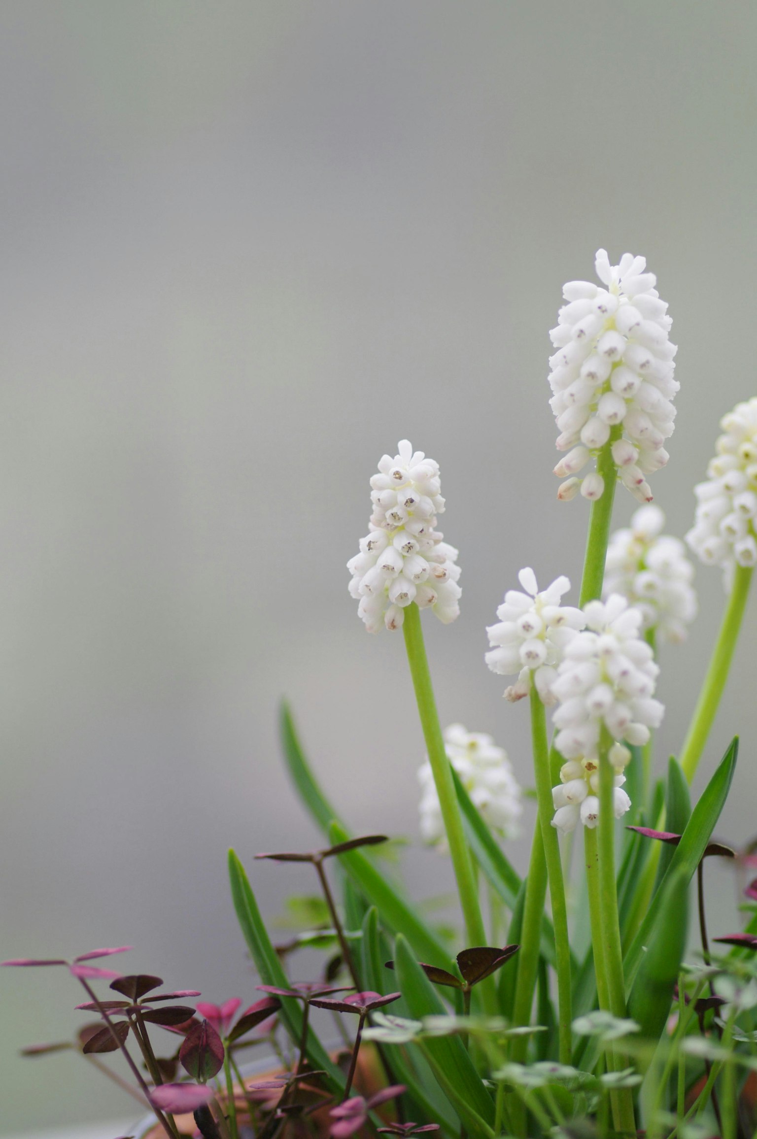 Close-up of white flowering plant with green leaves and reddish-purple foliage against a soft background