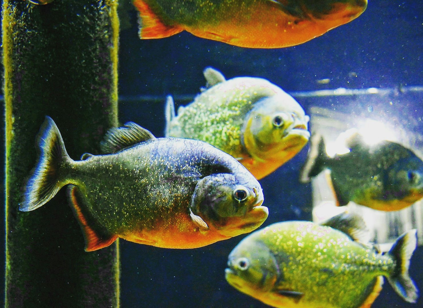 水槽の中を泳ぐ魚たちの群れ