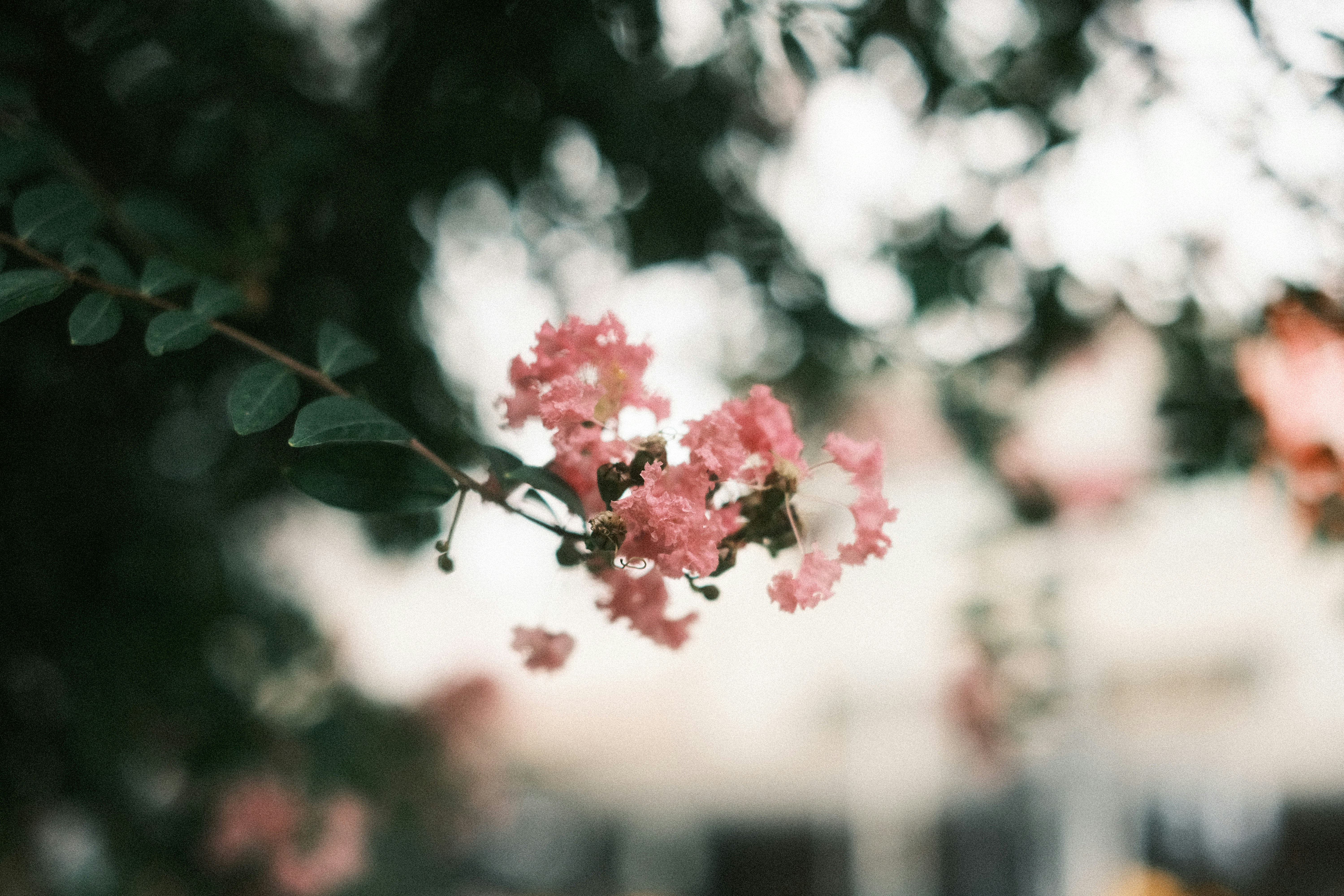 花の枝に咲くピンクの花と柔らかなボケの庭風景