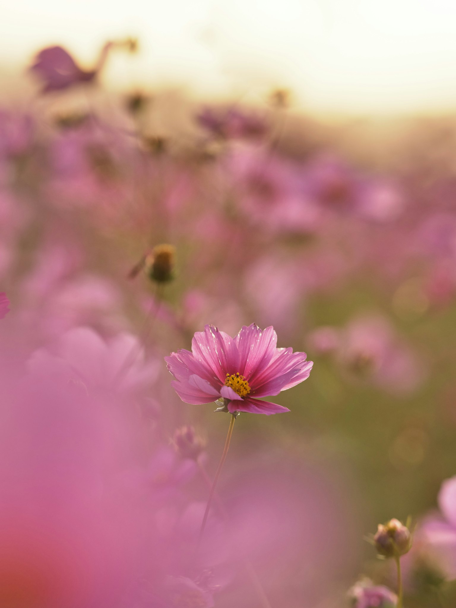 Primo piano di fiori rosa con sfondo sfocato