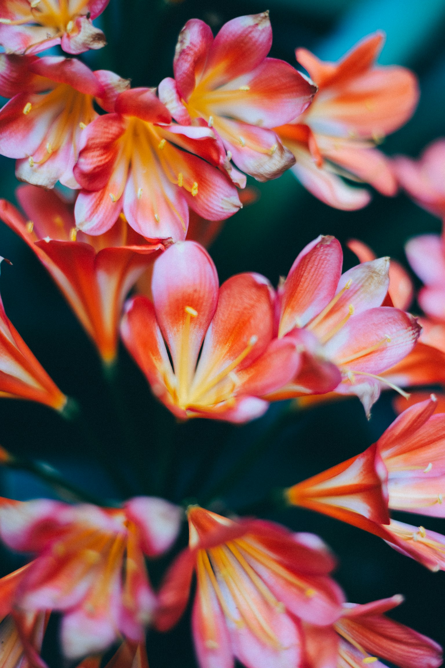Lebendiger Strauß aus orangefarbenen und rosa Blumen, die Clivia ähneln