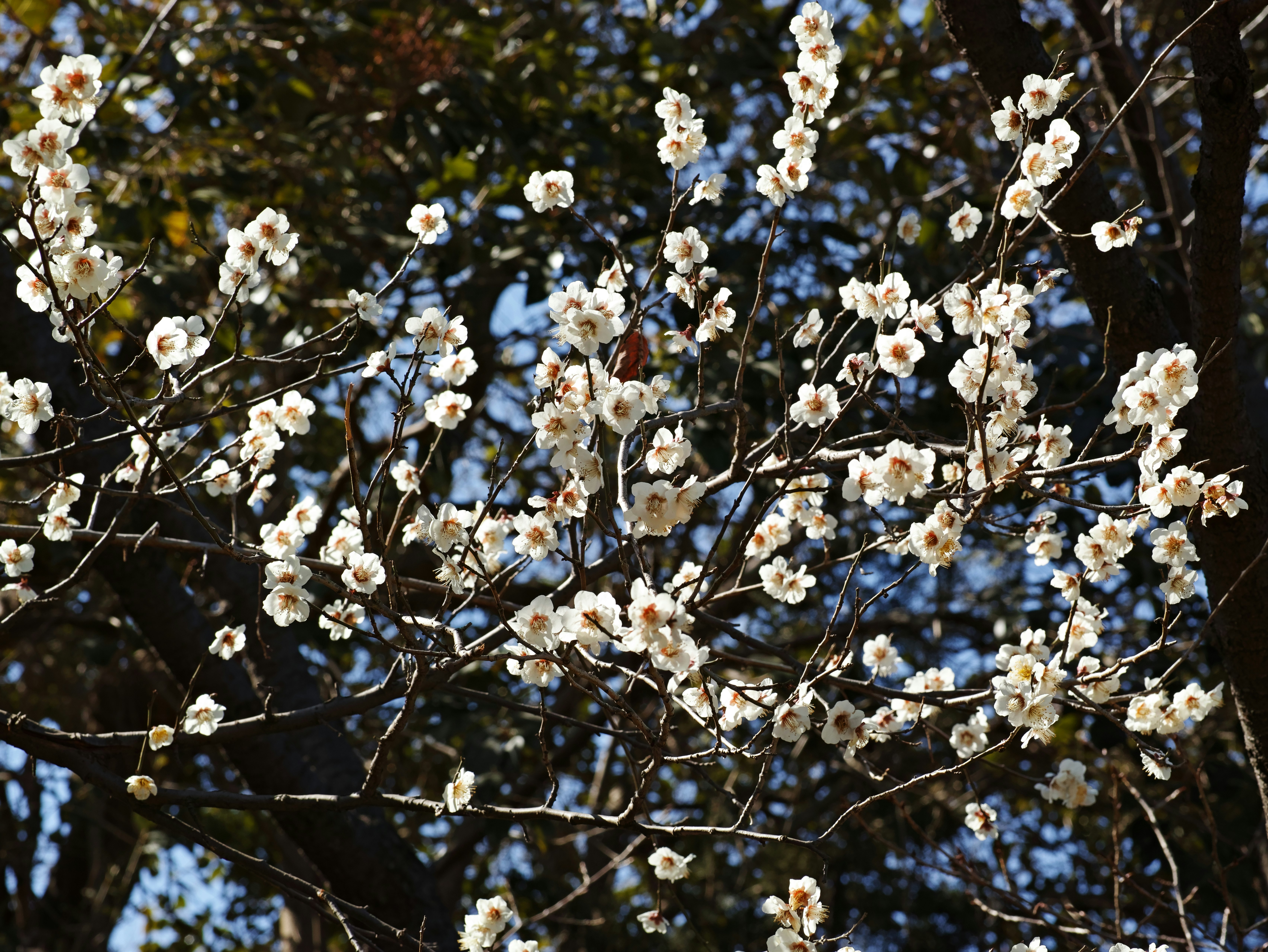 rami con fiori bianchi sullo sfondo di un cielo blu