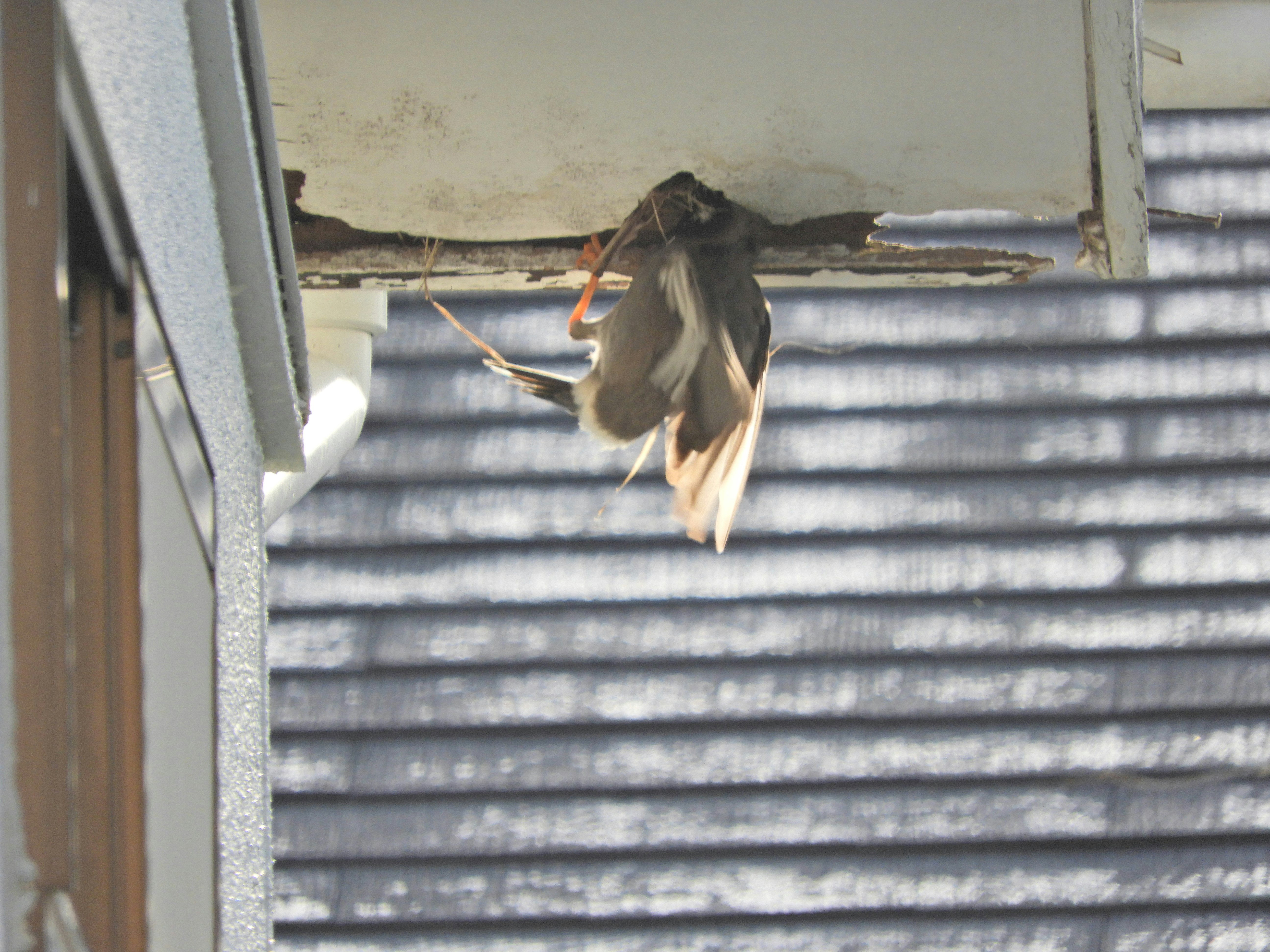 bird resting in a nest under the eaves