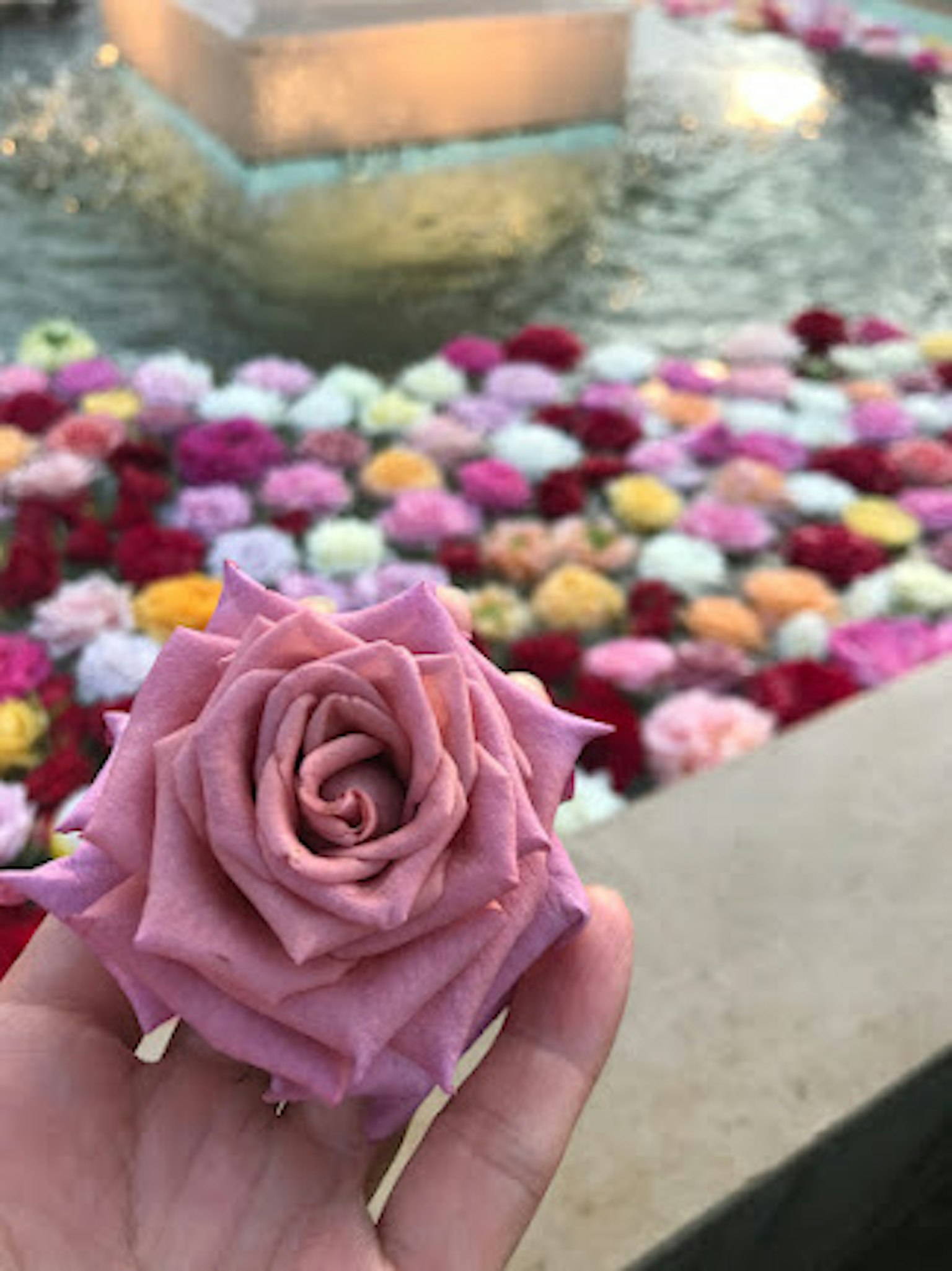 Eine Hand hält eine lavendelfarbene Rose mit einer bunten Ansammlung von Blumen, die im Wasser schwimmen, im Hintergrund