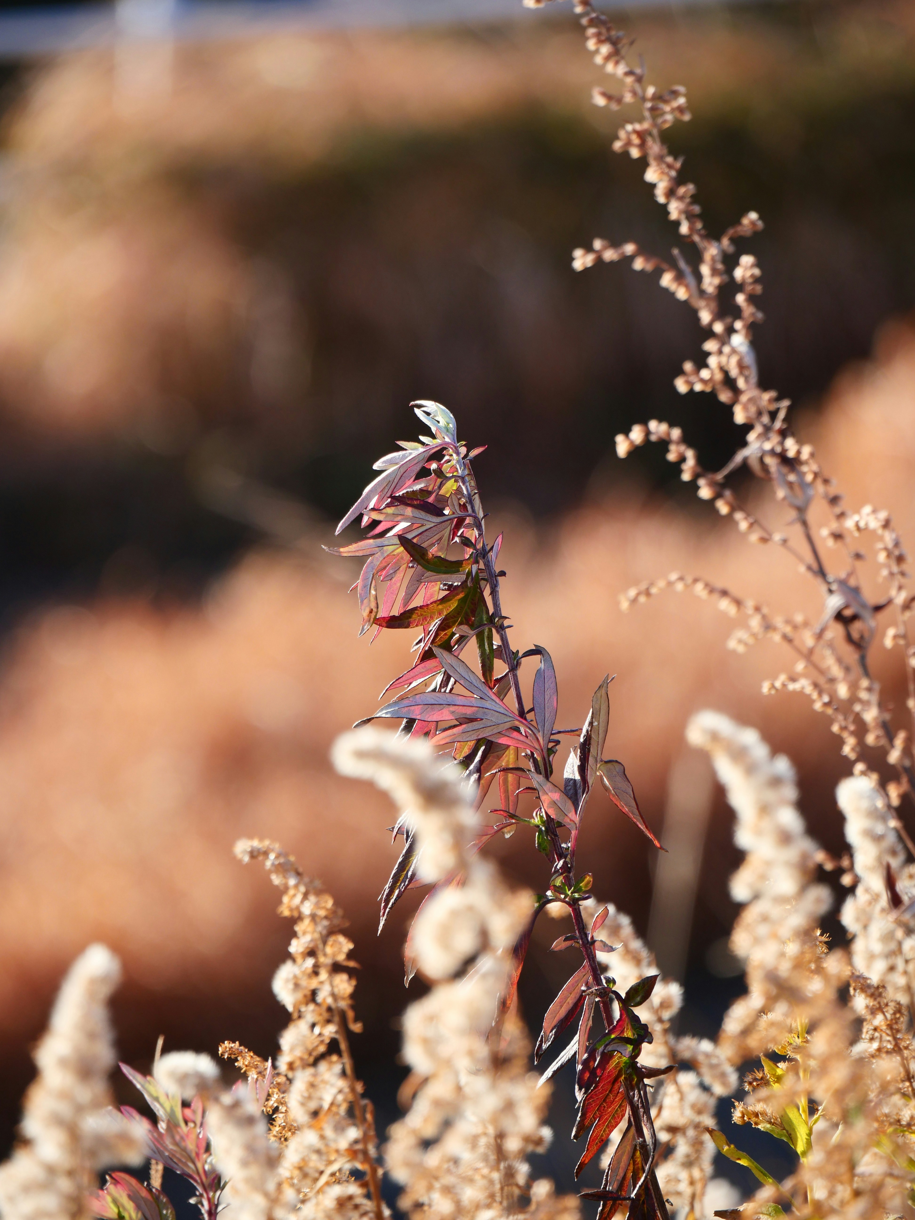 草むらの穂に止まる昆虫と花粉のような粒