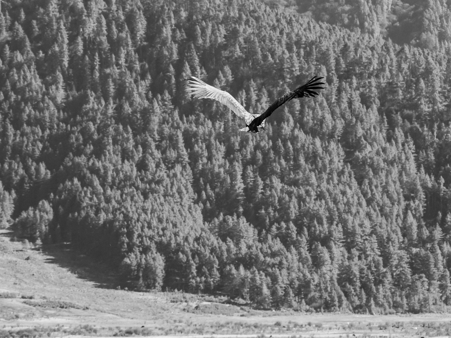Aigle planant au-dessus d'un paysage en noir et blanc avec une forêt dense et des montagnes