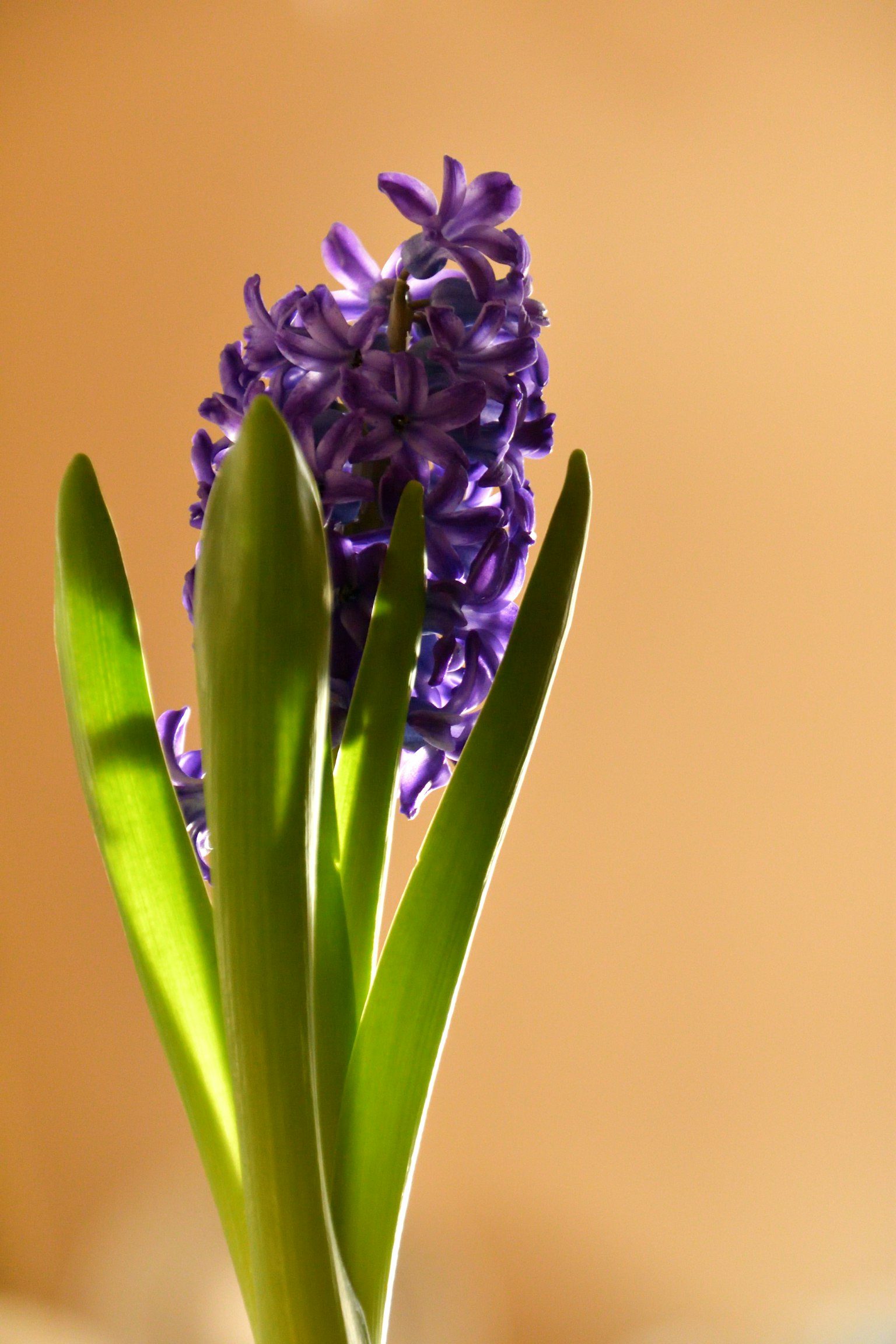 Close-up of a purple hyacinth flower with green leaves
