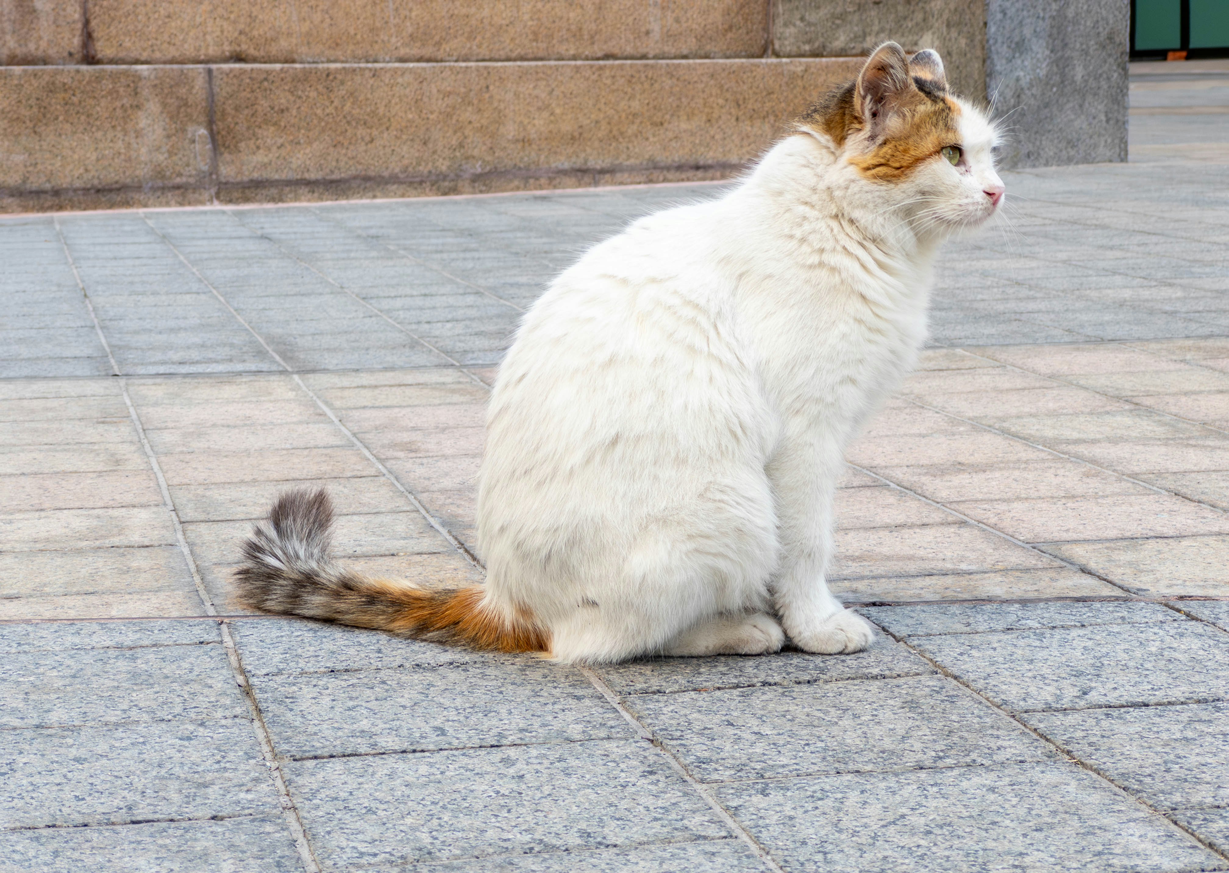 kucing liar putih dan cokelat duduk di jalan beraspal