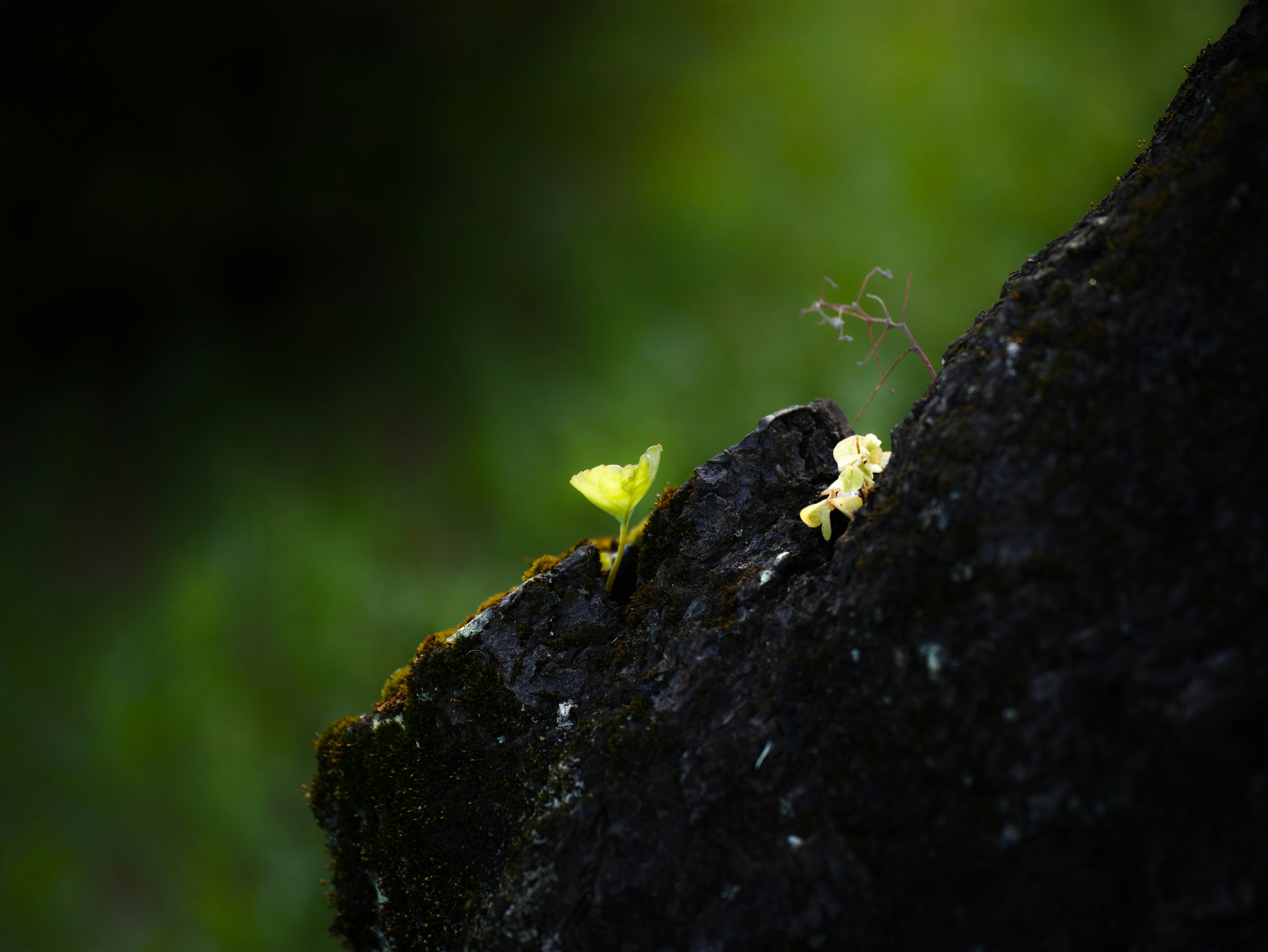 small blossoms and fresh sprouts on a tree trunk