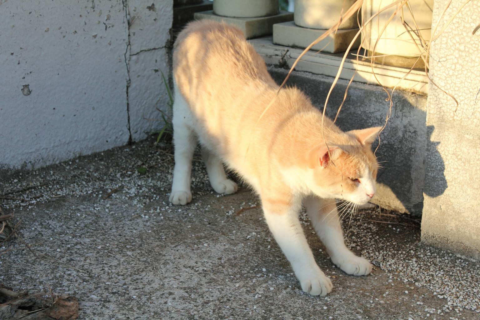Gatto arancione e bianco che si allunga al sole