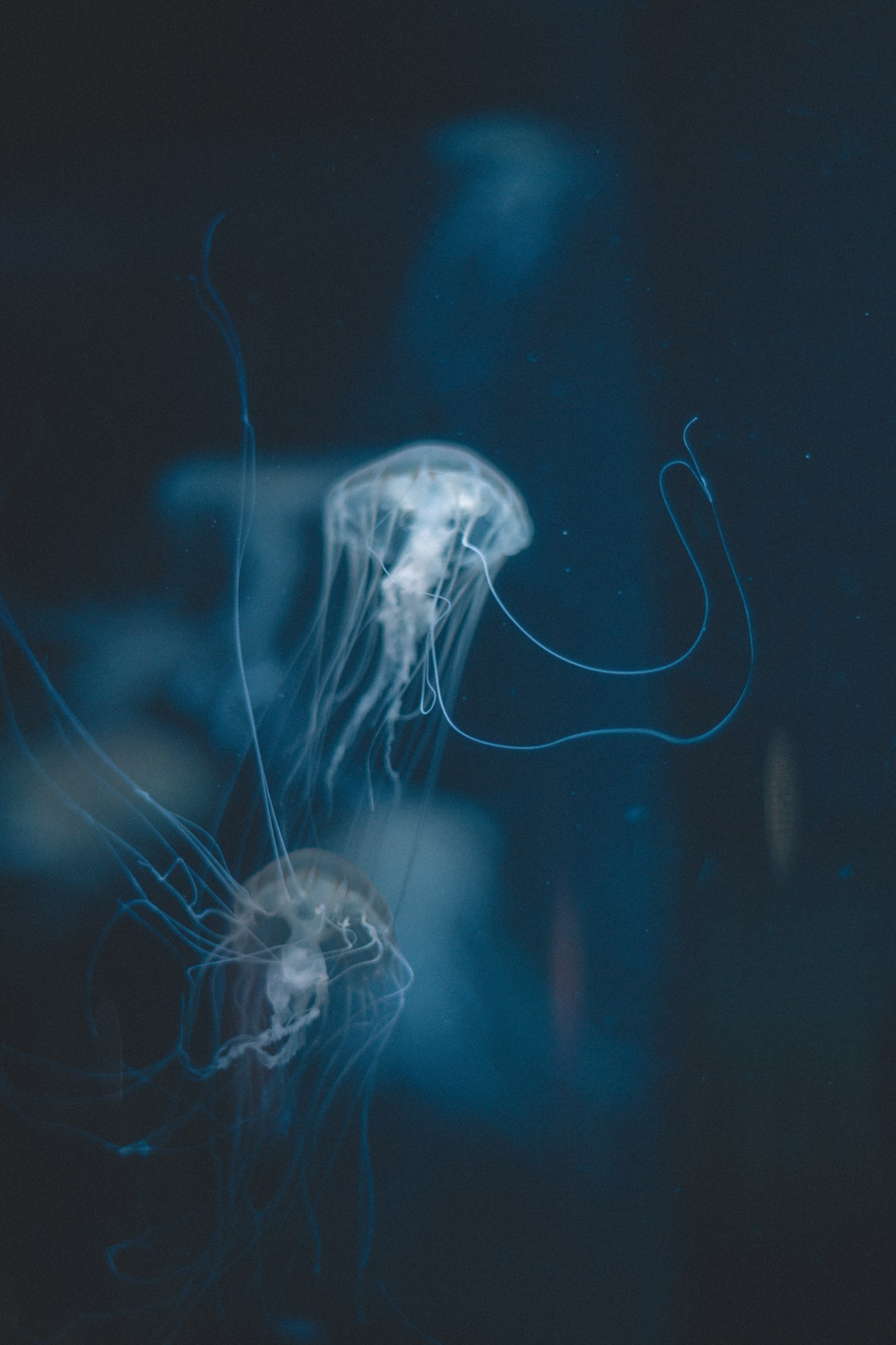 Un grupo de medusas flotando en un fondo azul