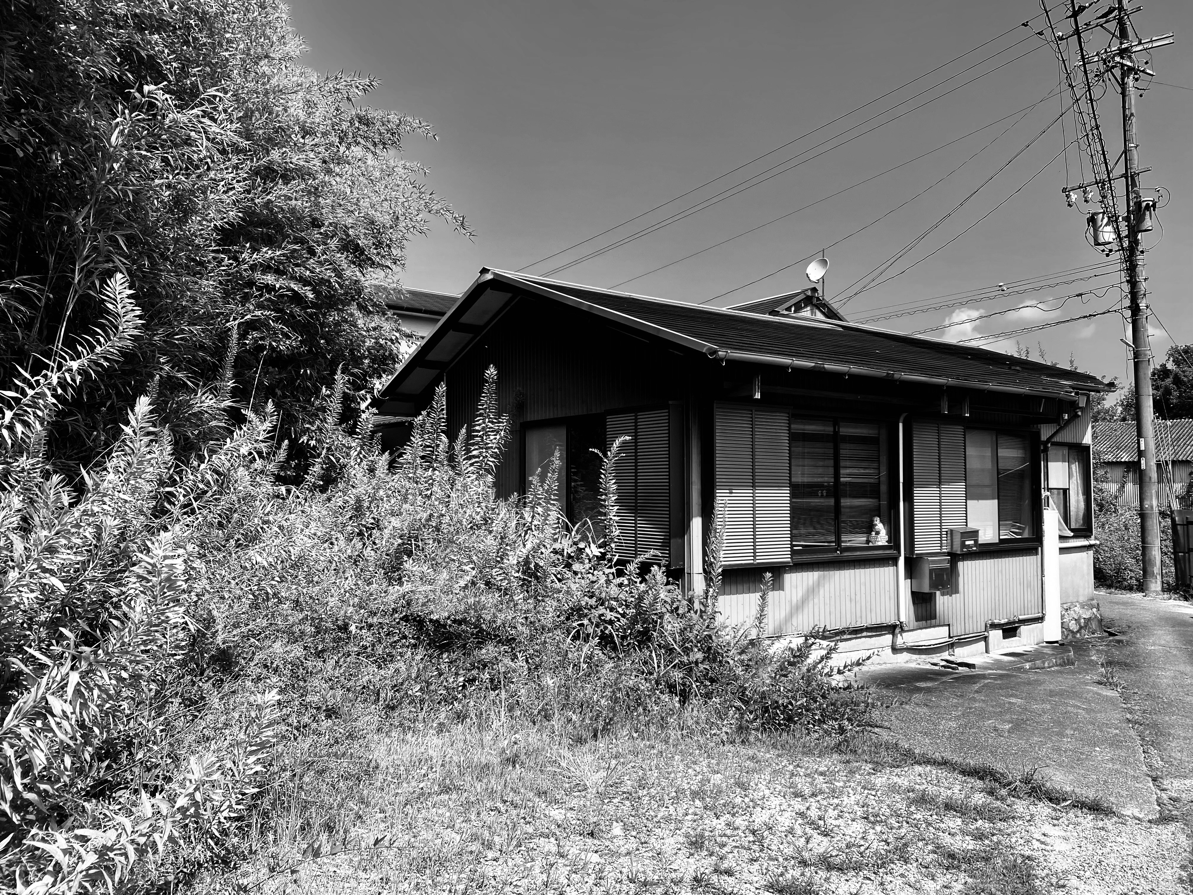 a small house surrounded and overtaken by overgrown plants
