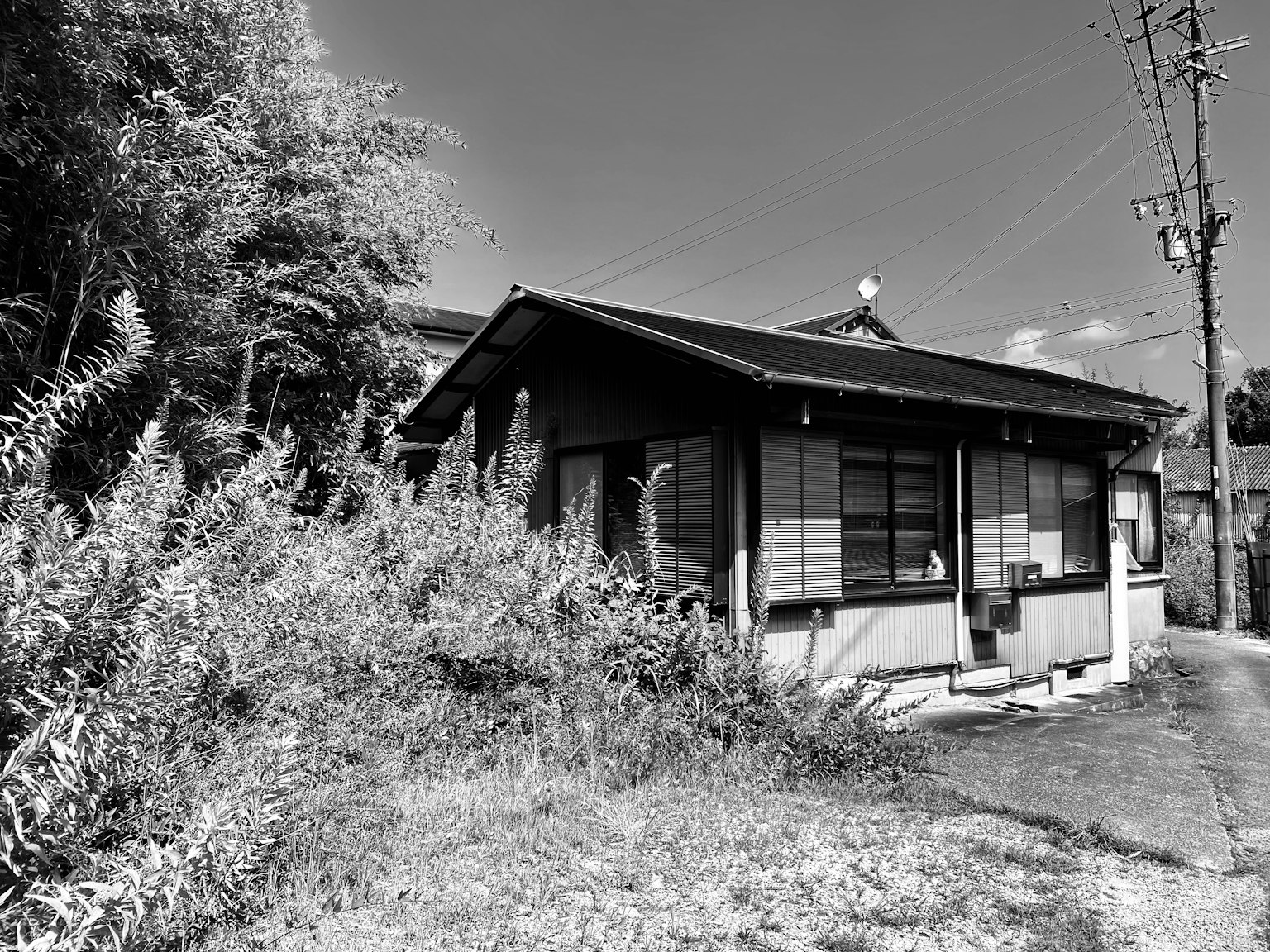 Old house surrounded by overgrown vegetation