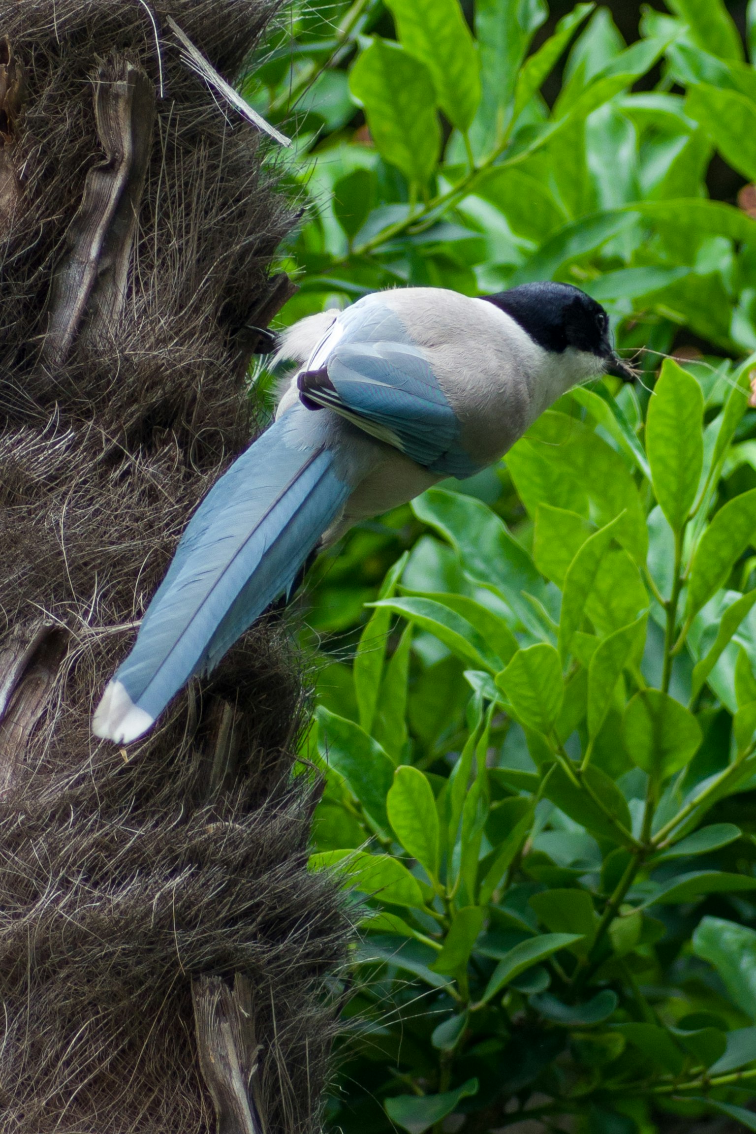 A bird with blue feathers and a black head perched among green leaves