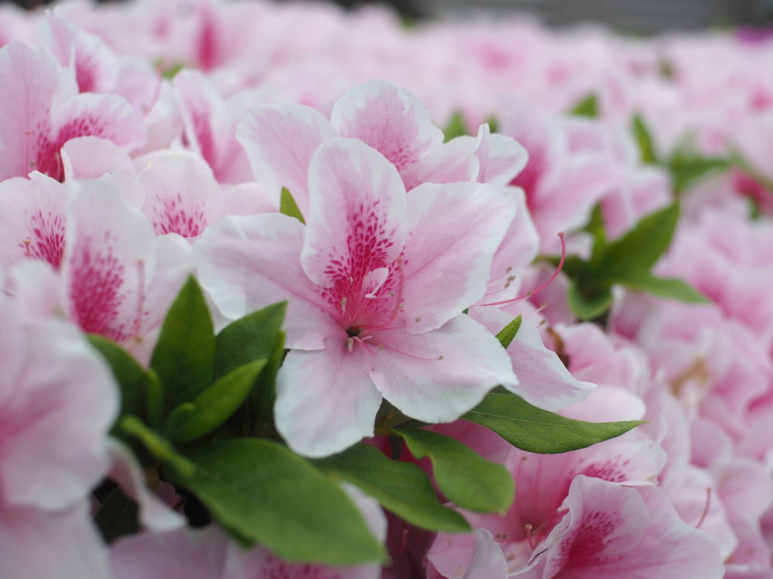 Close-up of vibrant pink azalea flowers in bloom