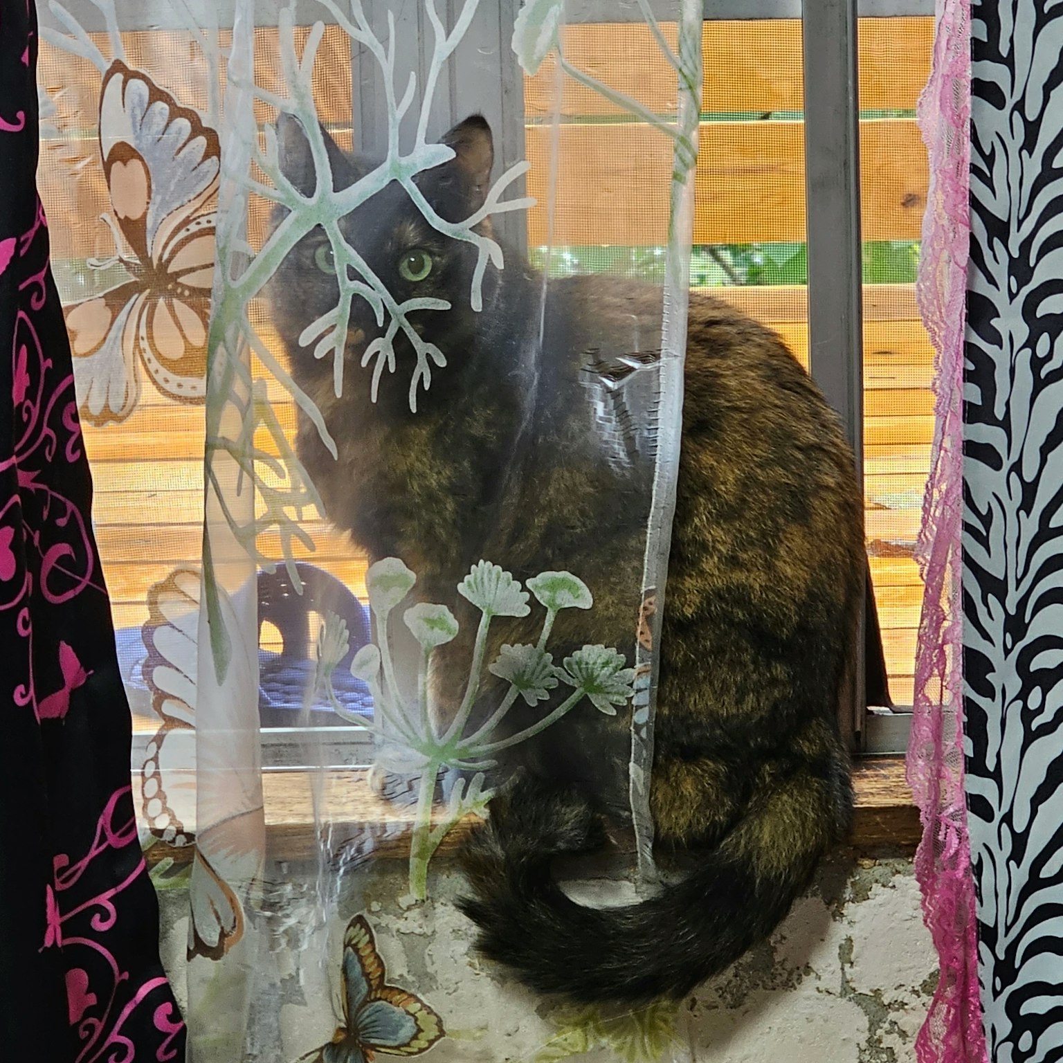 一只玳瑁猫坐在透明花纹窗帘后面