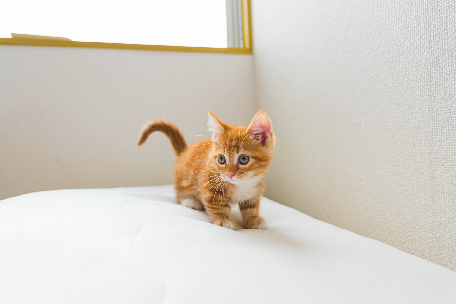 Petit chaton orange debout sur un lit blanc près d'une fenêtre