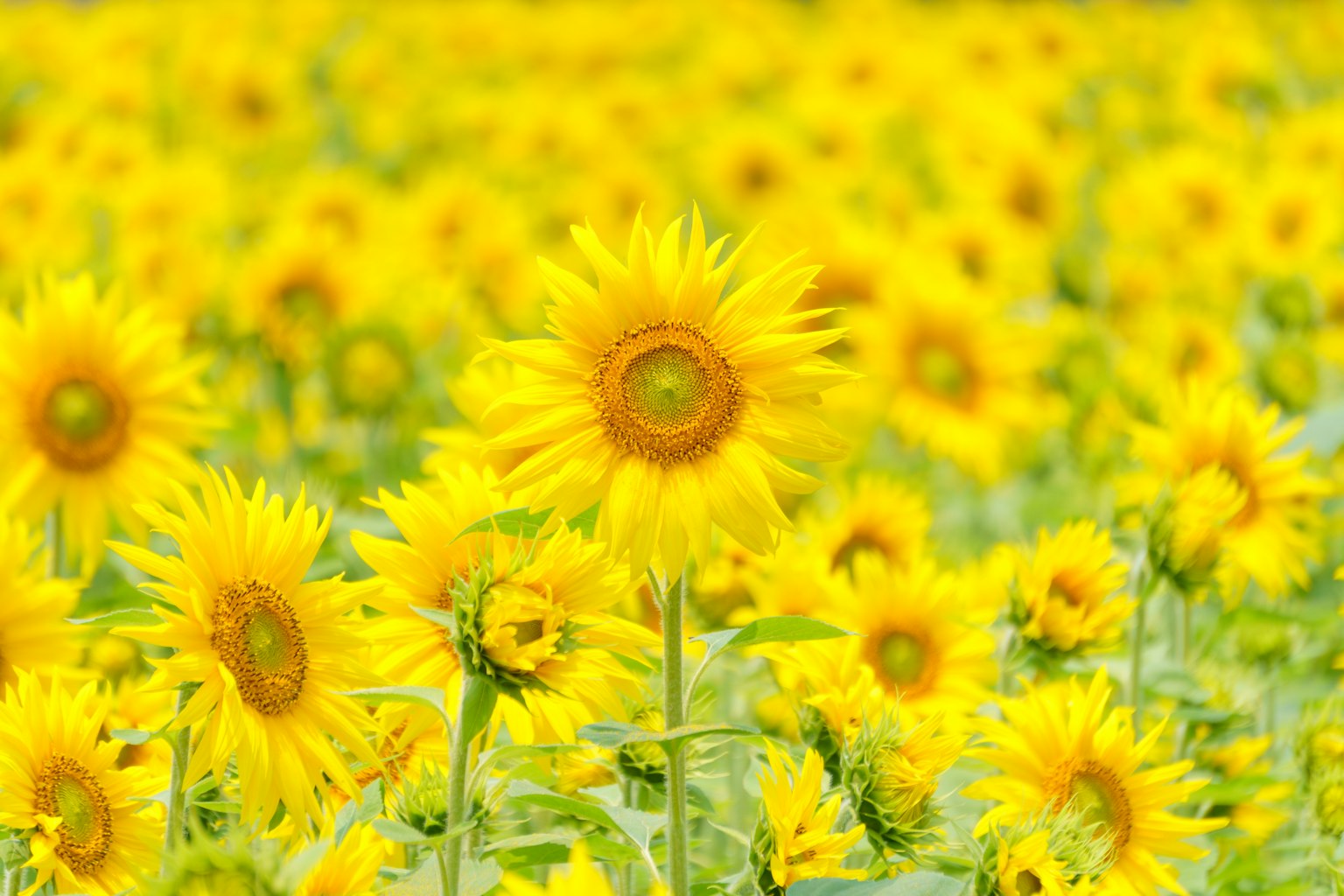 Campo di girasoli vibrante in piena fioritura