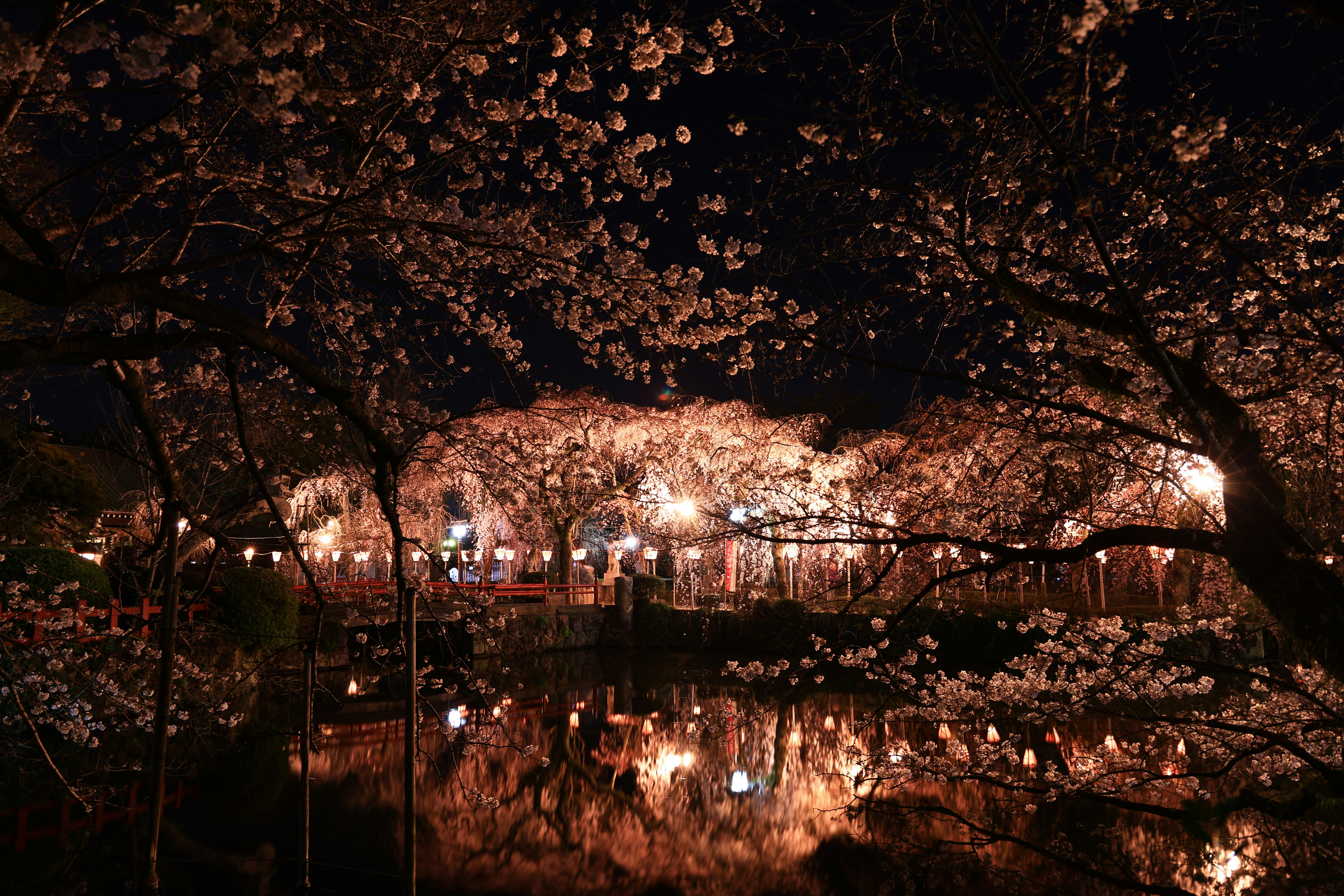 夜の桜並木と水面に映る灯り